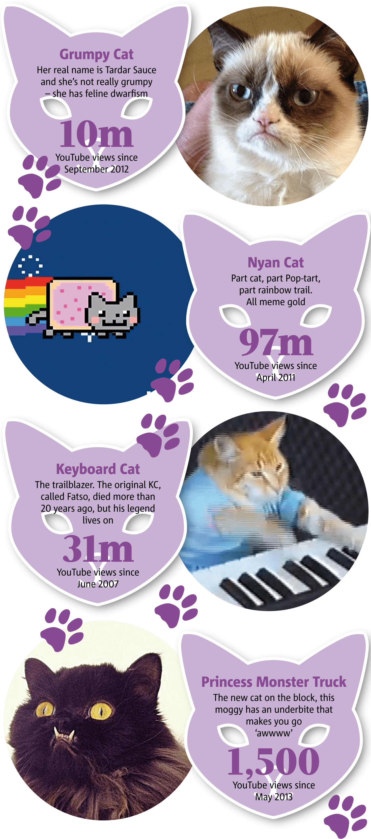 Beroemde Internetkatte Meme Infografika Muurpapier