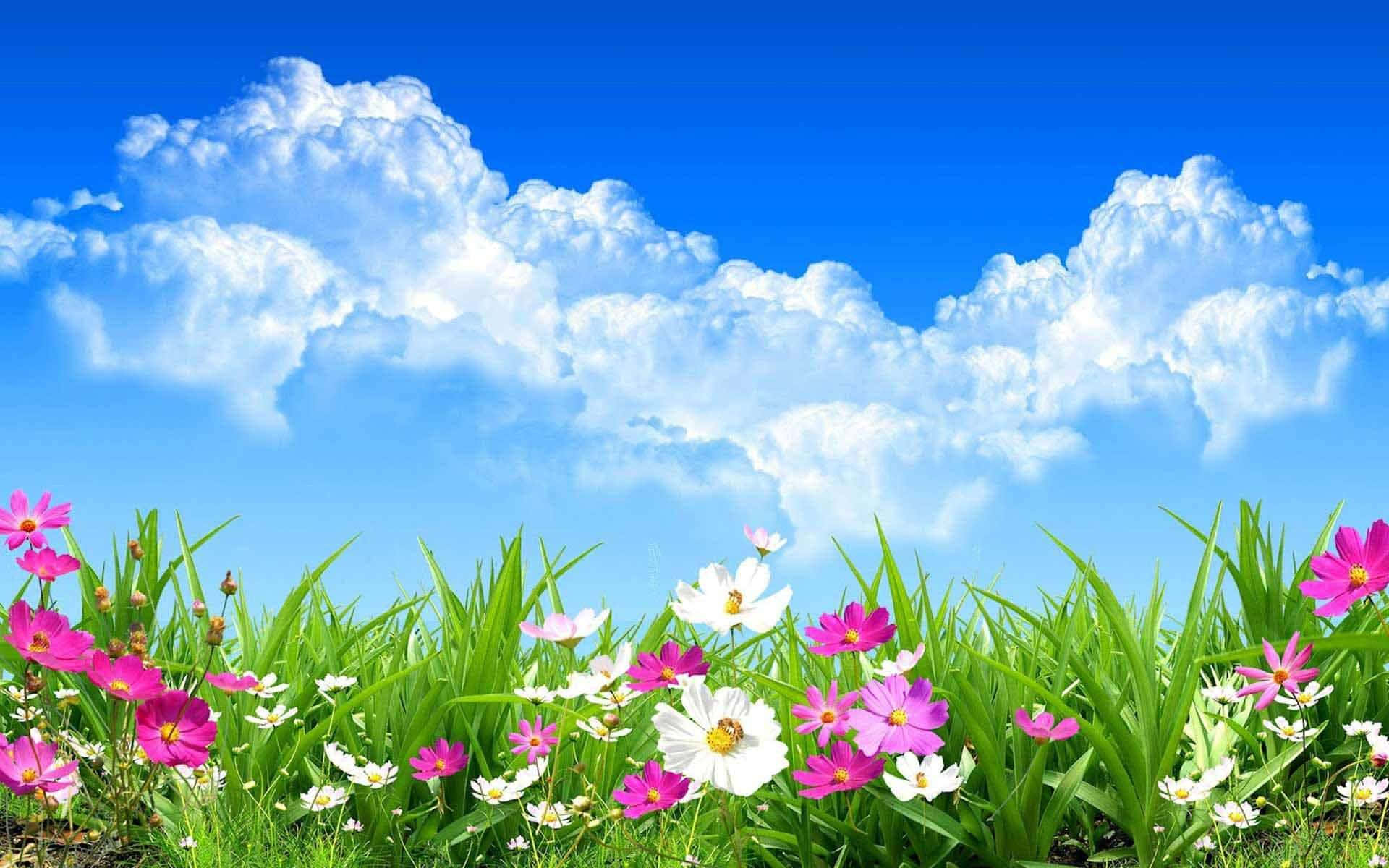 Beste Blomme Agtergrond onder Blou Luchte Muurpapier