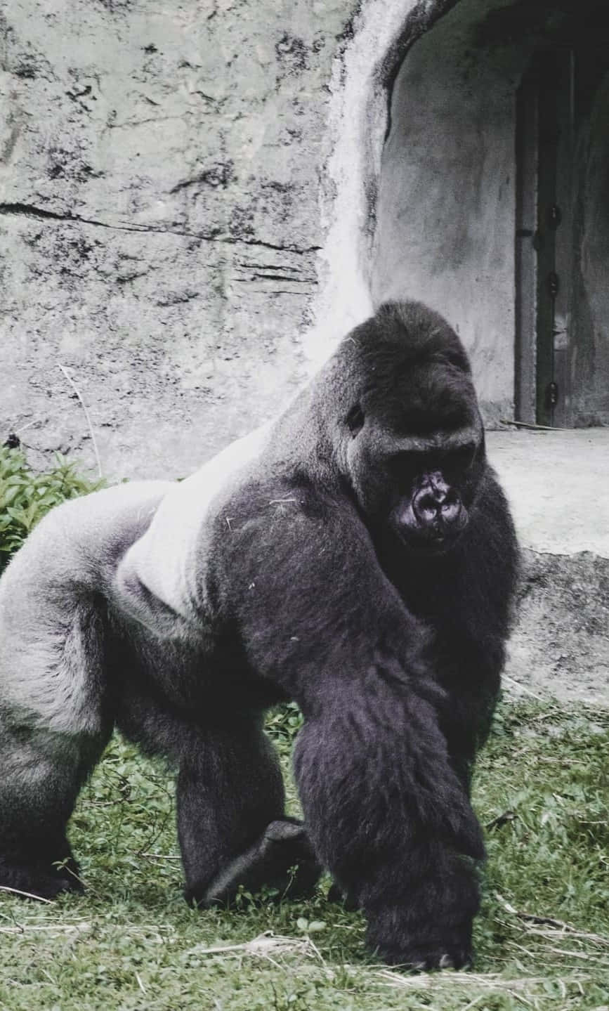 Beste Gorilla teen Beton Agtergrond Muurpapier
