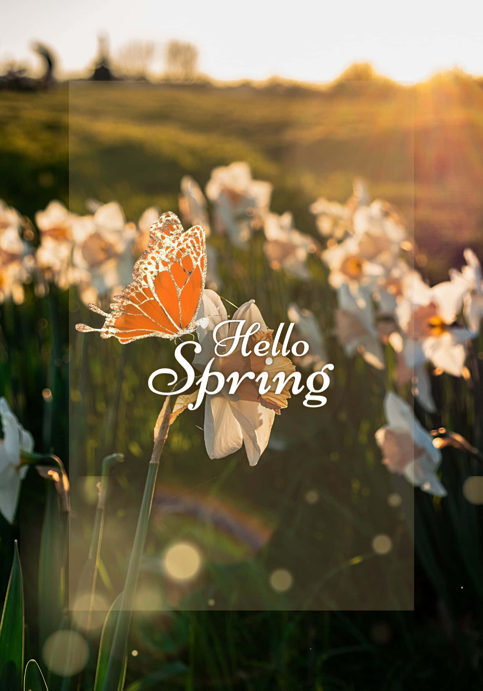 Beste Lente Blomme Met Sonlig Agtergrond Muurpapier