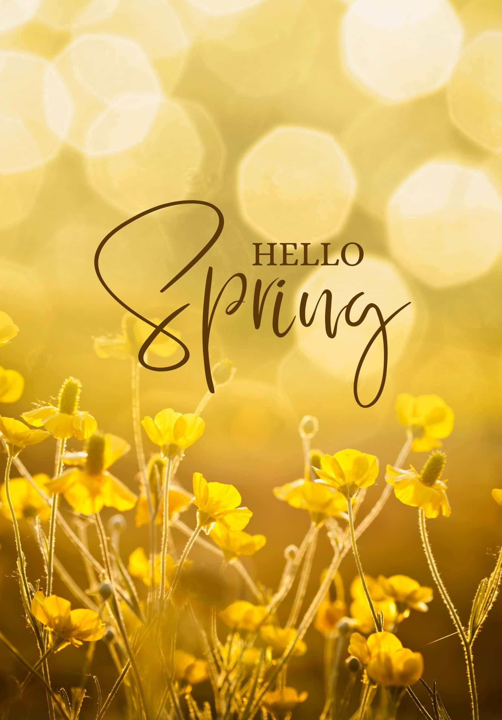 Beste Lente Geel Tickseed Agtergrond Muurpapier