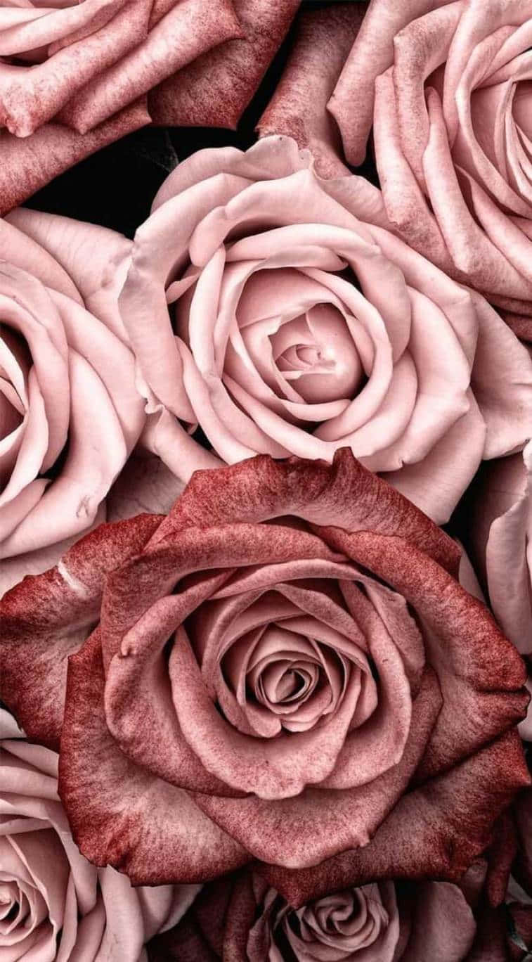 Beste Ligpienk Rose Agtergrond Muurpapier