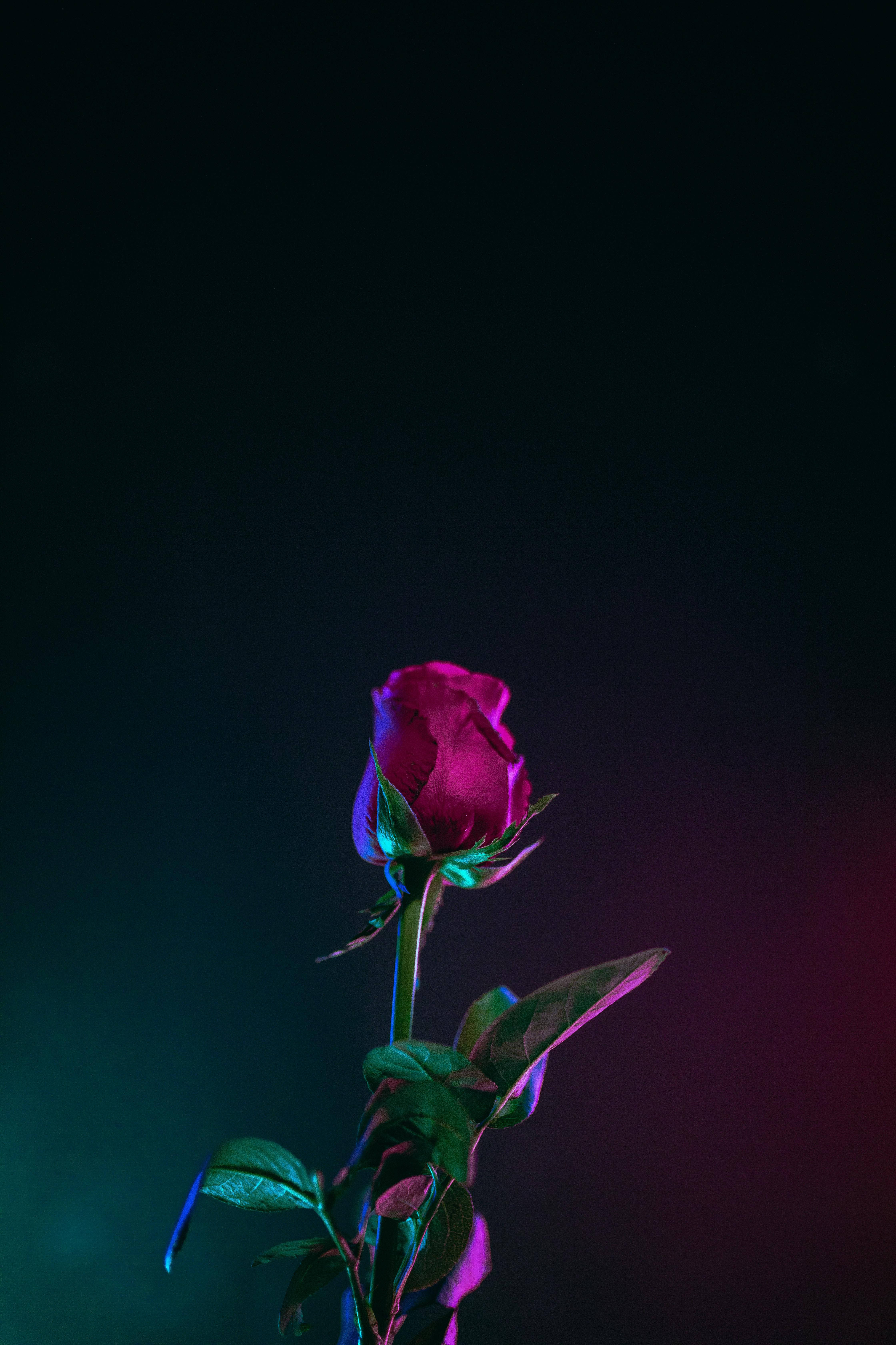 Beste OLED-roos-neonligte Muurpapier