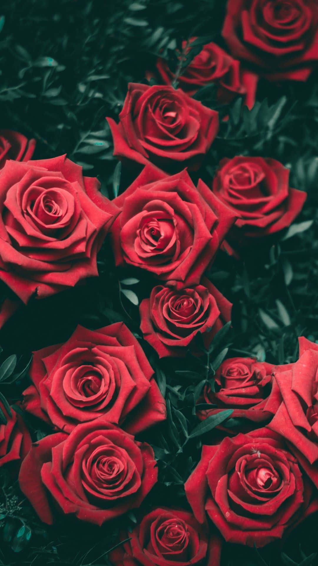 Betowerende Blomtapijt vir Jou Foon Muurpapier