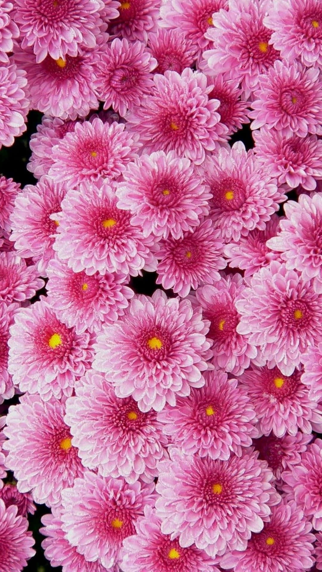 Betowerende Blomme: 'n Pragtige Foonagtergrond Muurpapier