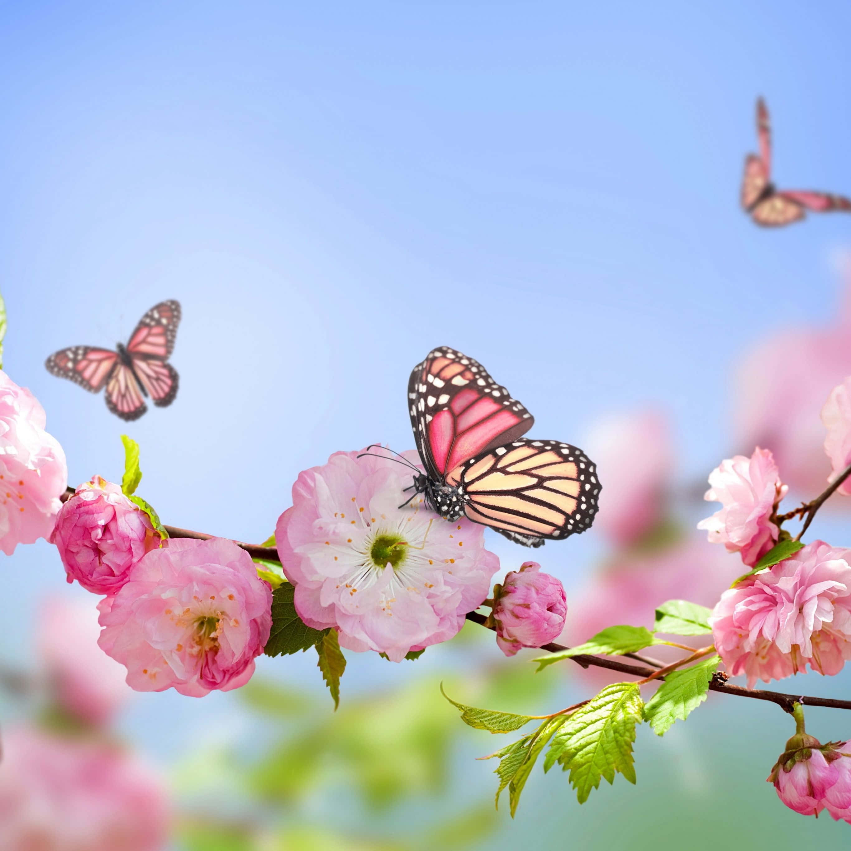 Betowerende Blomme-estetika vir jou iPad-agtergrond Muurpapier
