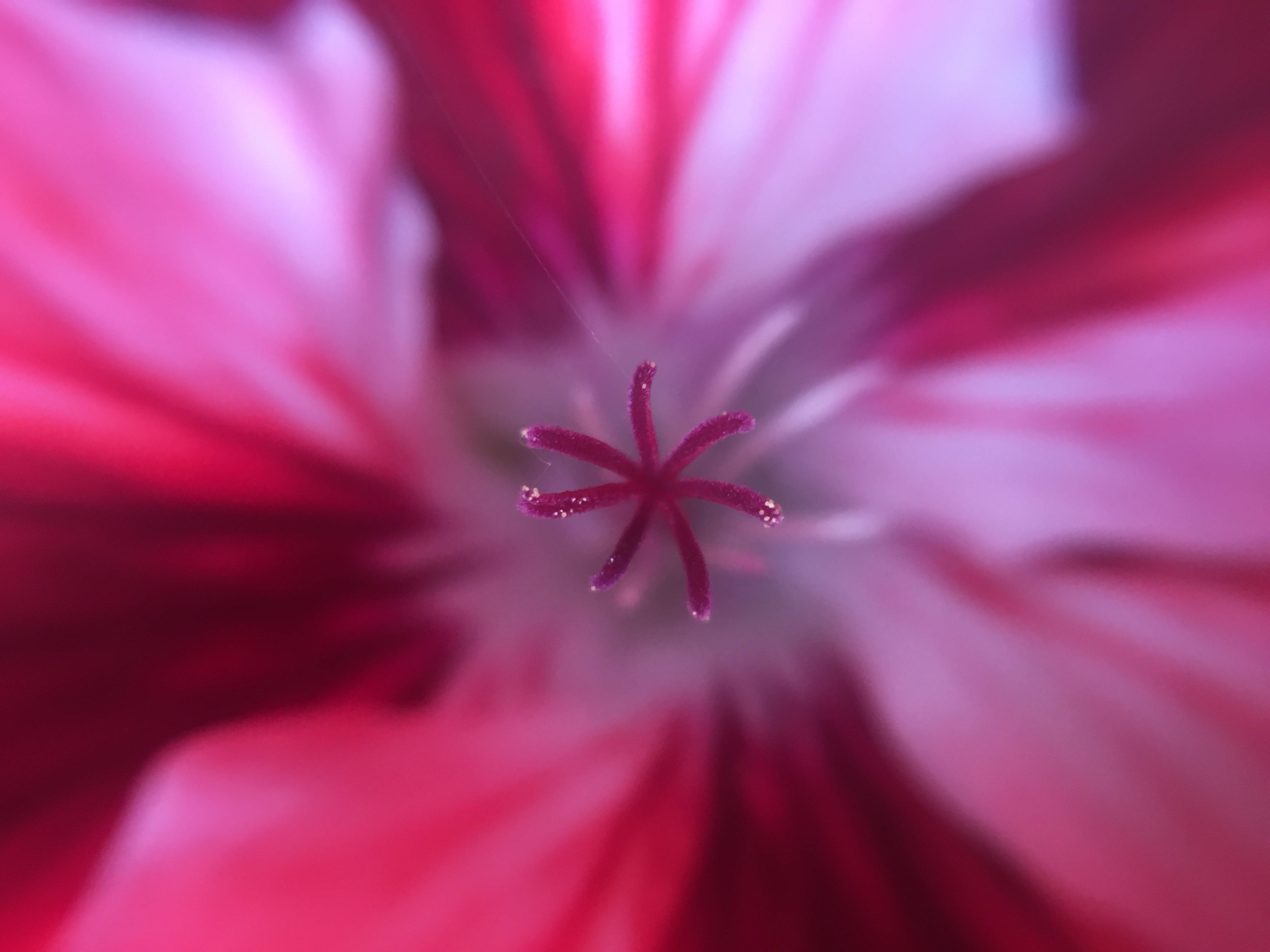 Betowerende Blomme-uitstalling op 'n iPhone Muurpapier