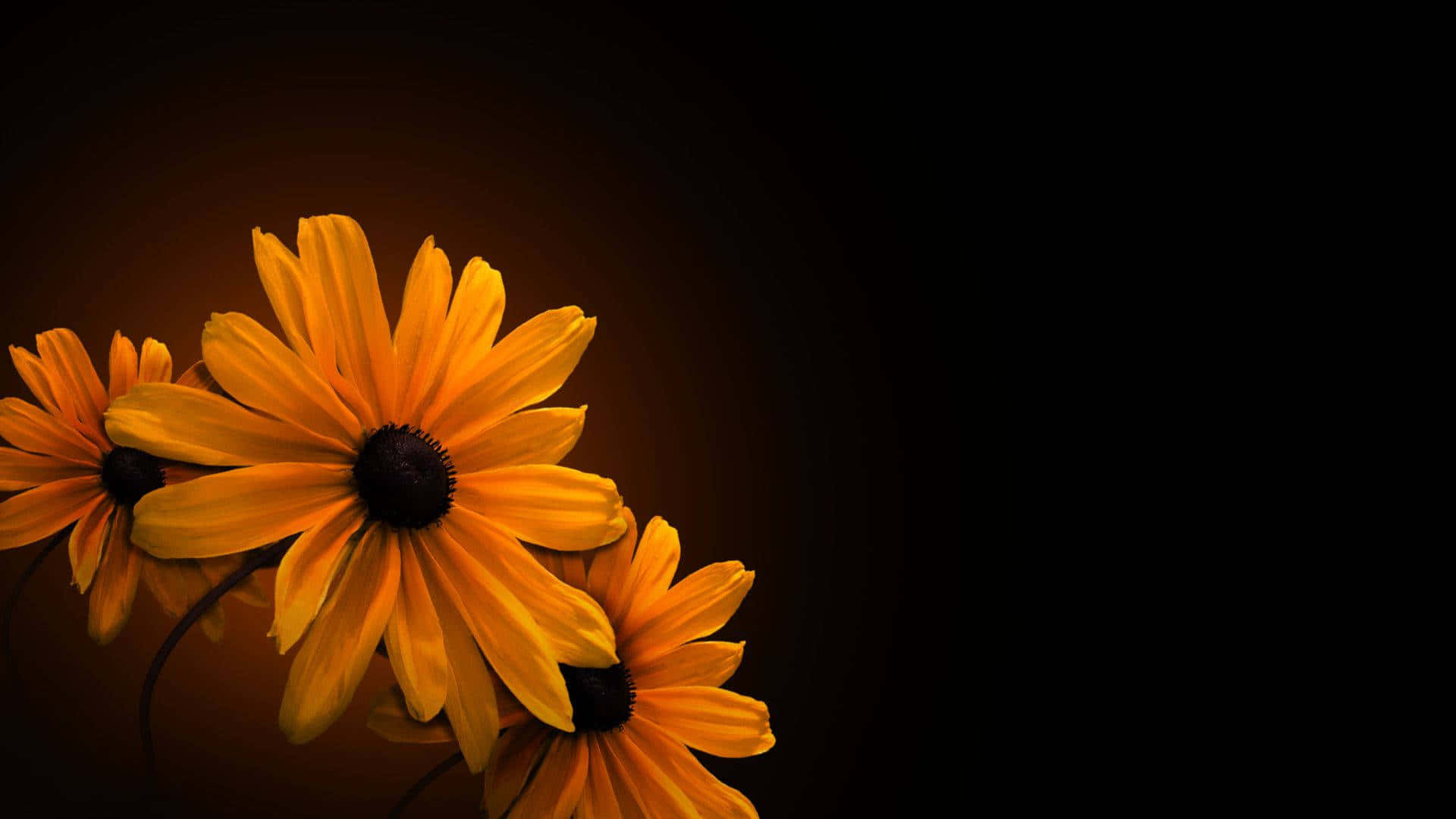 Betowerende Donker Blomme Agtergrond Muurpapier