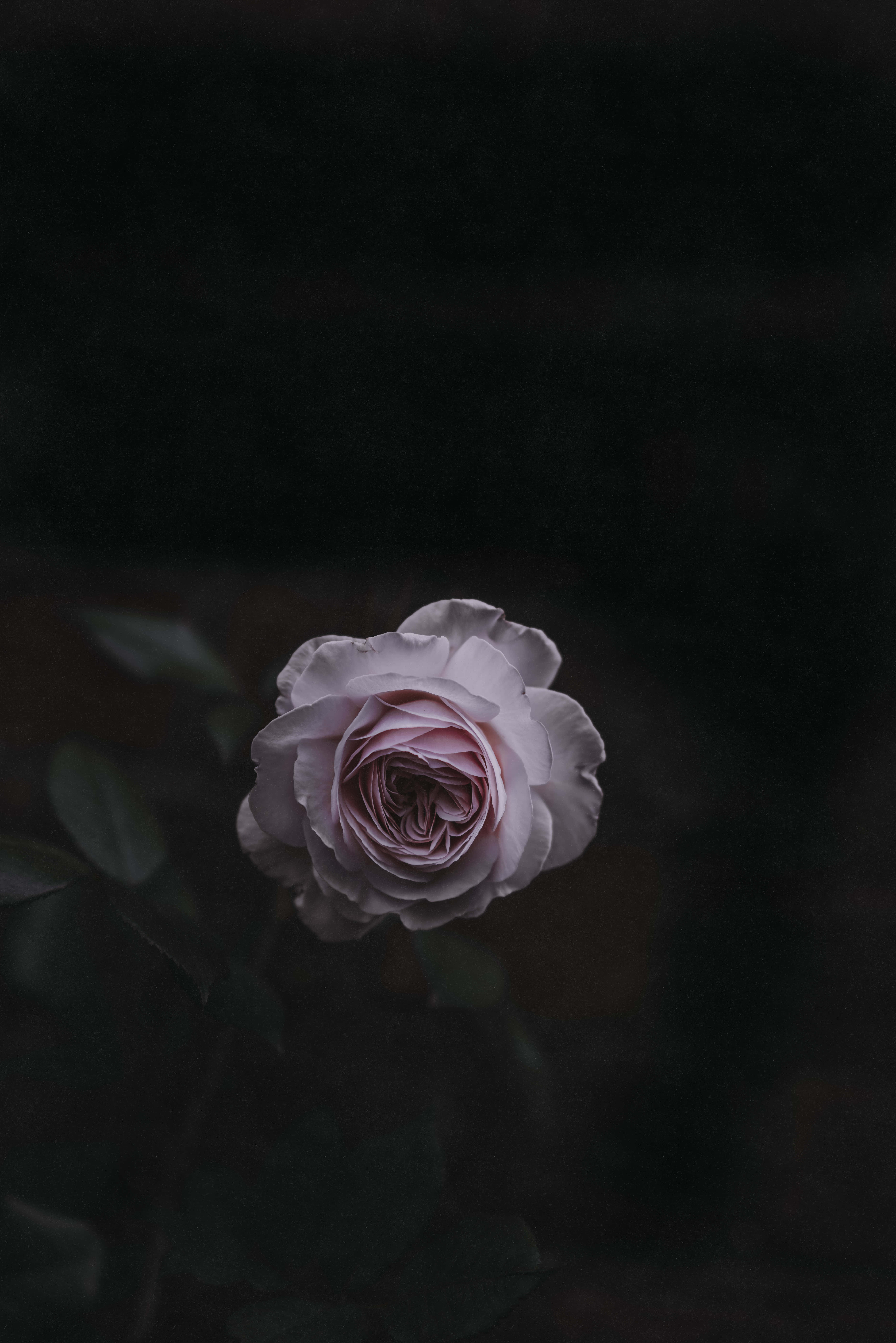 Betowerende Donker Blomme-agtergrond Muurpapier