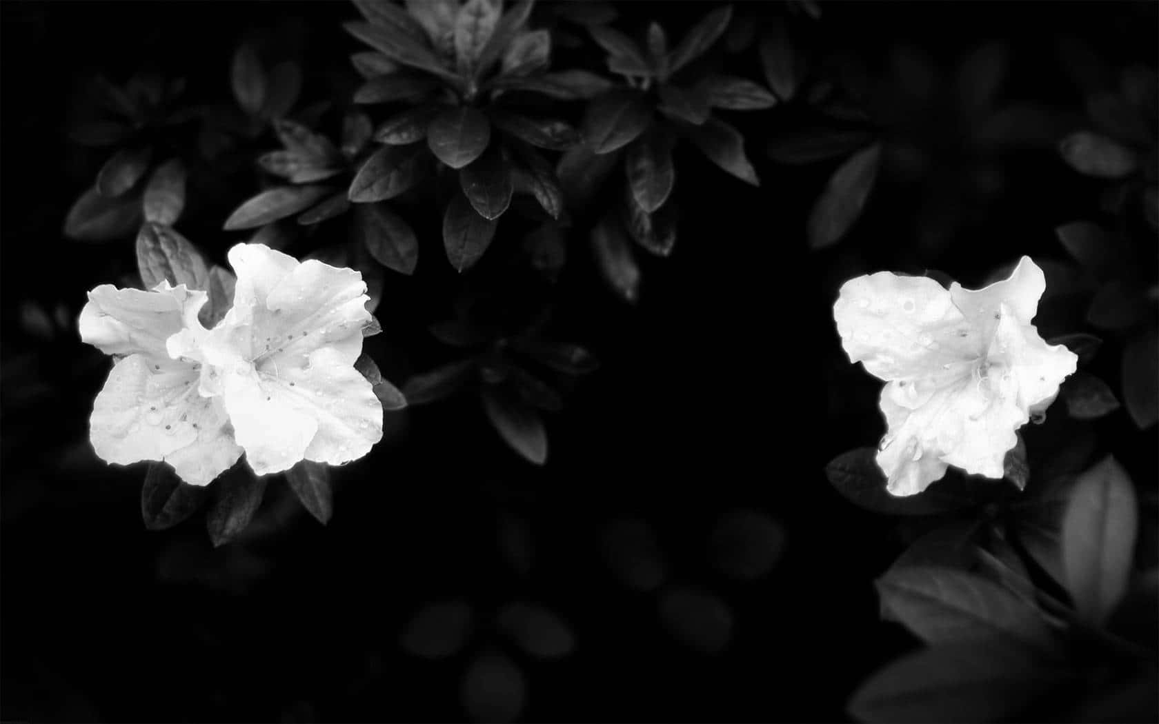 Betowerende Donker Blomme-agtergrond Muurpapier