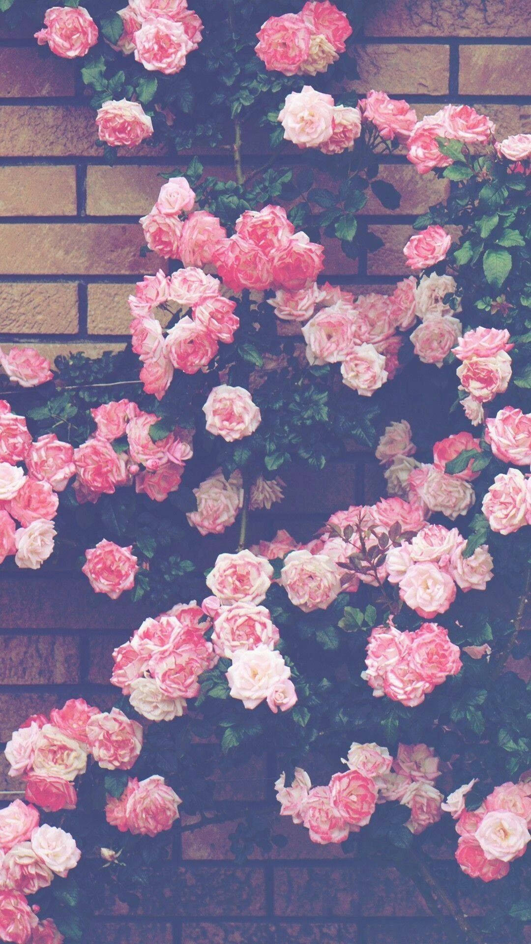 Betowerende Estetiek van Pienk Blomme teen 'n Muur Muurpapier