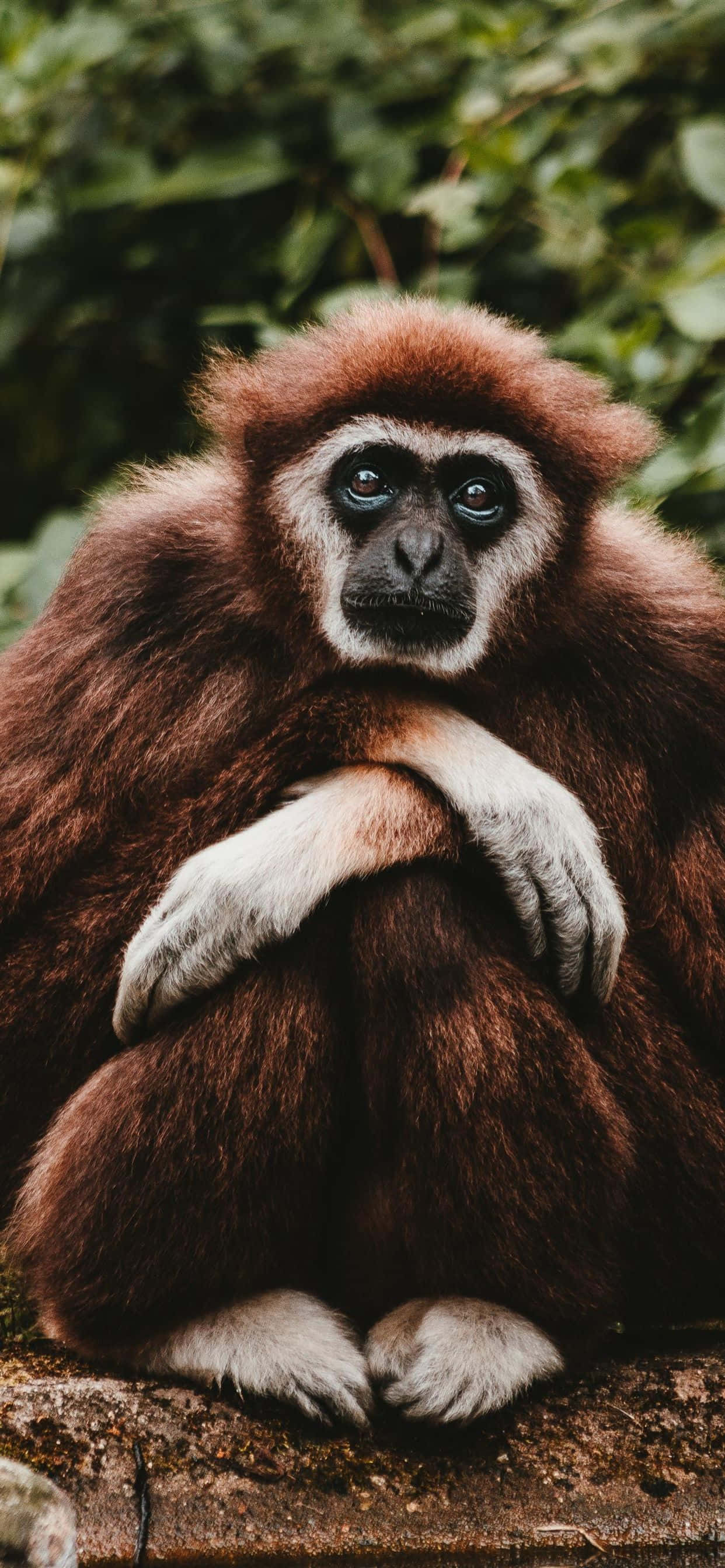 Bekoorlike Gibbon op 'n iPhone XS Agtergrond Muurpapier