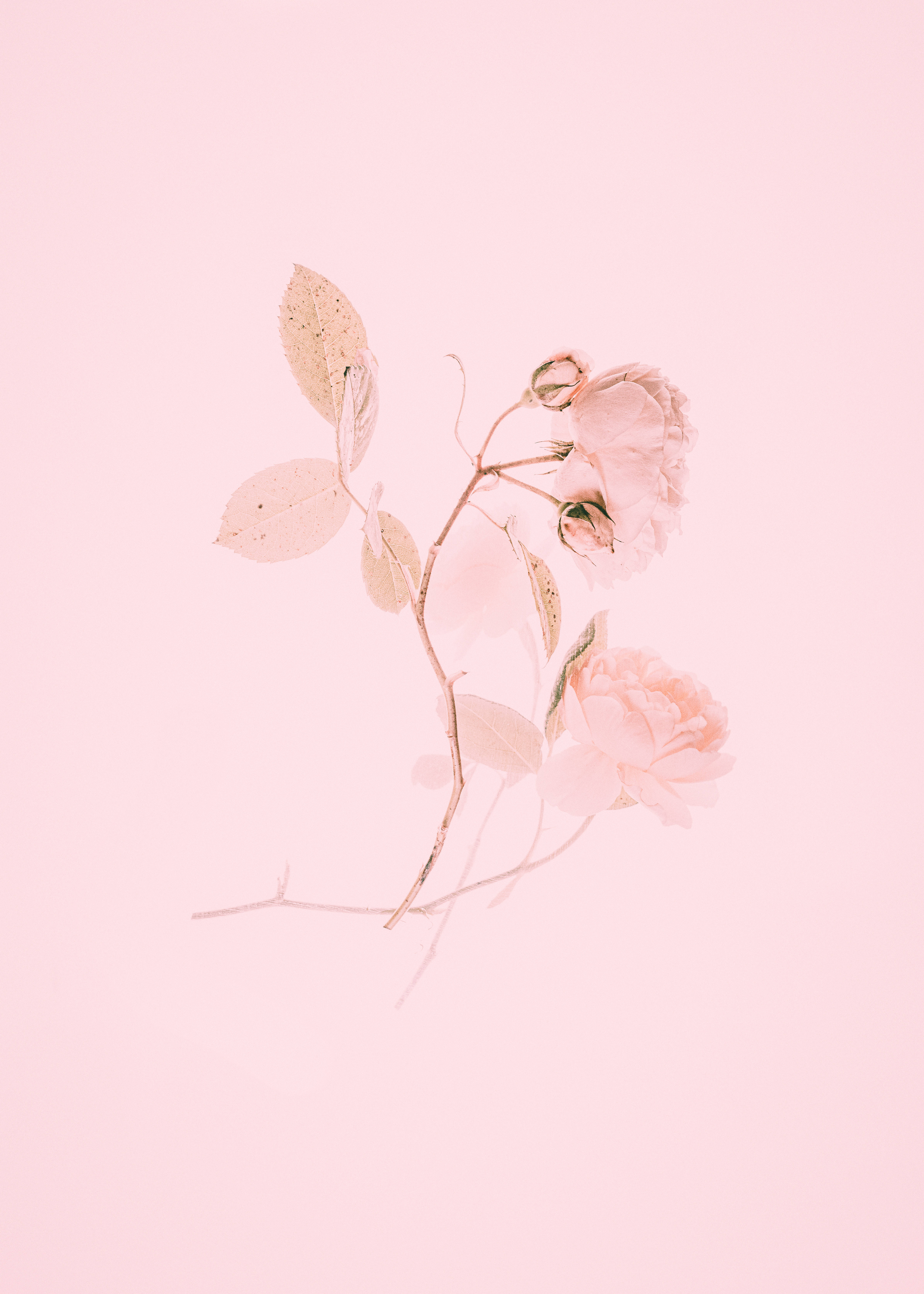 Betowerende Pienk Tulpe in Blom Muurpapier