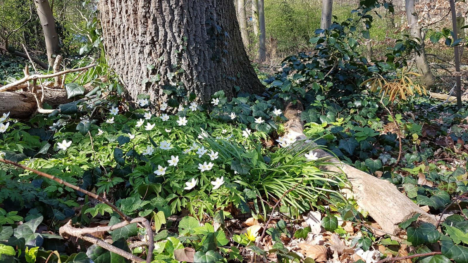 Betowerende Plattelandse Cottagecore-estetika-muurpapier met lewendige blomme en welige groen wat 'n knus huisie omhul Muurpapier