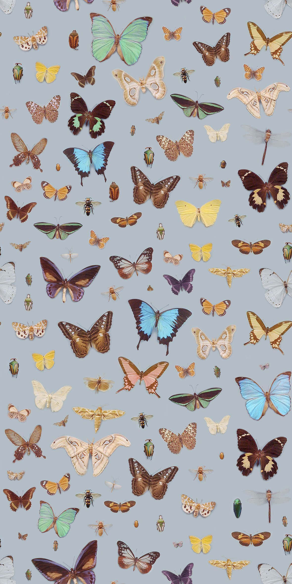 Betowerende Skoonheid van Monarch-vlinders Muurpapier