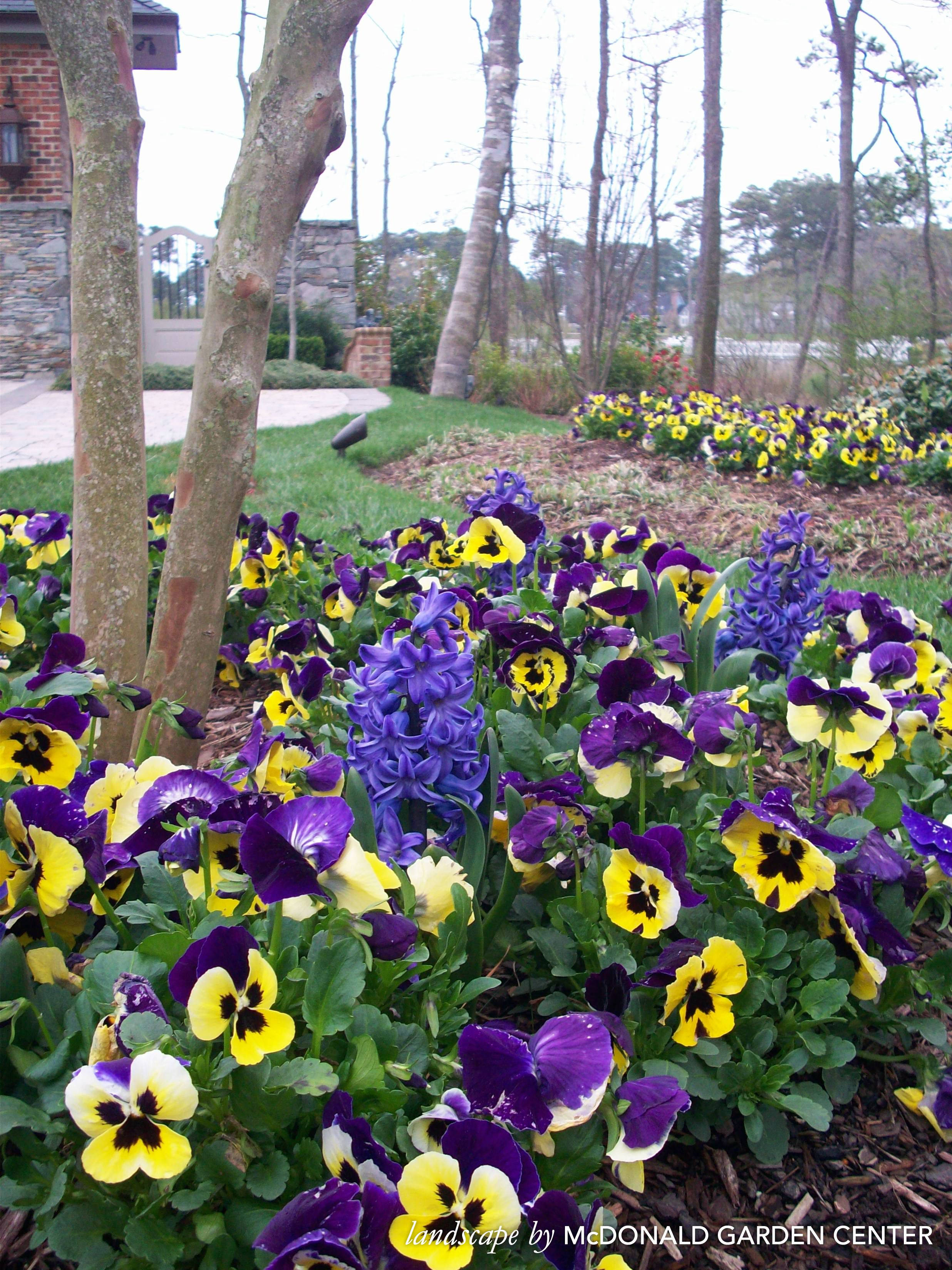 Betowerende Skoonheid van Blommende Pansies Muurpapier