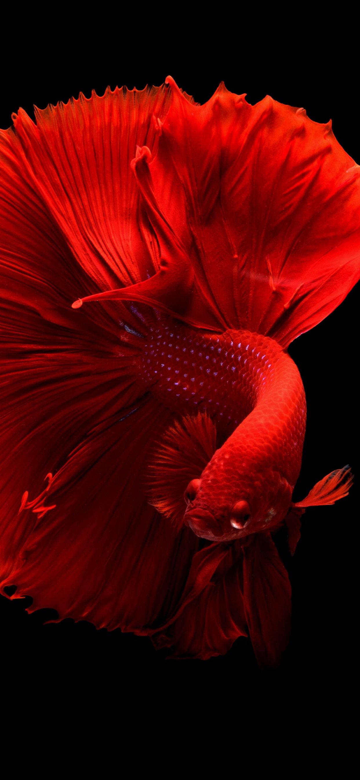 Betta Vis iPhone 11 Pro Max Muurpapier