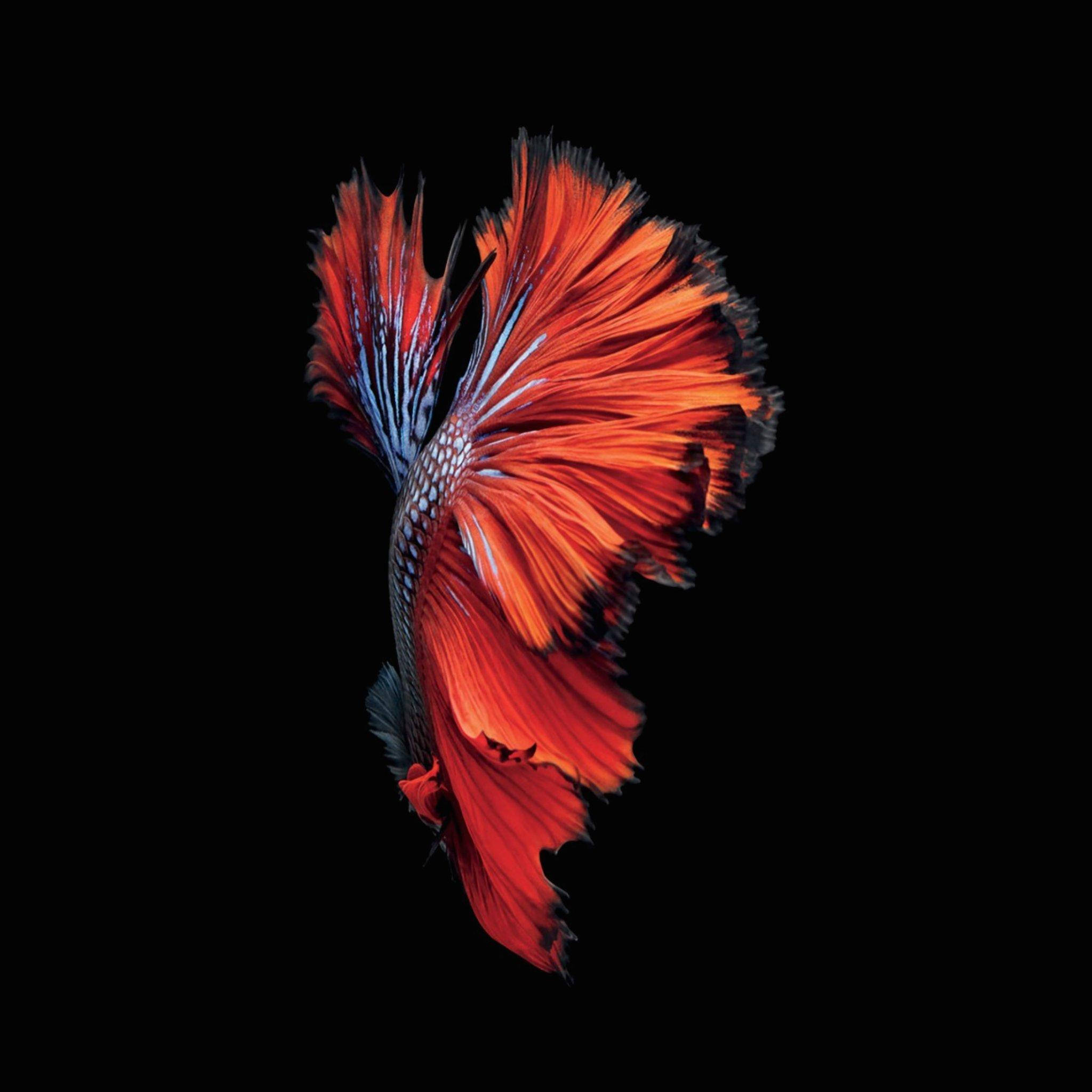 Betta-vis Swart Liefhebber Foongagtergrond Muurpapier