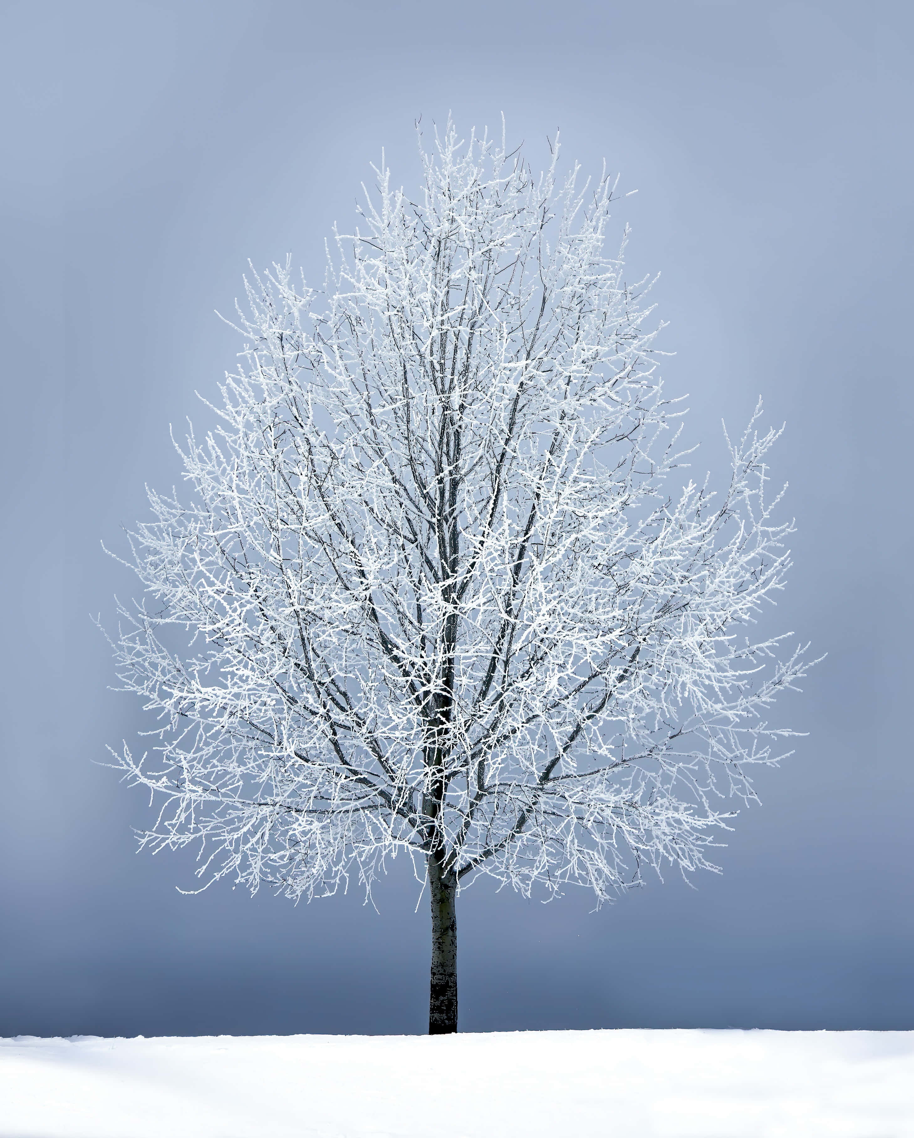 Bevrore Boom Winterland Agtergrond Muurpapier