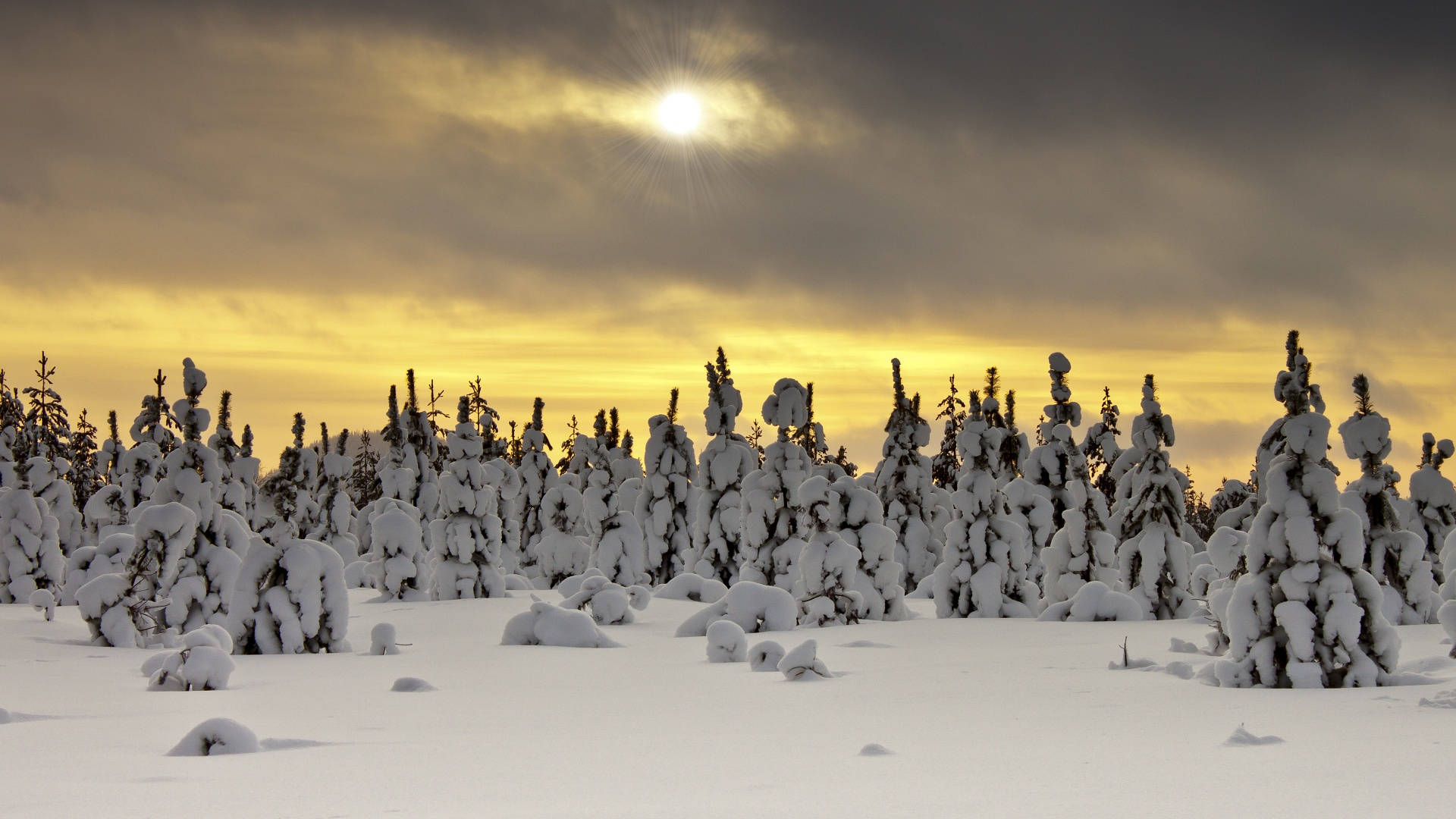 Bevrore Bos Winter Estetika Muurpapier