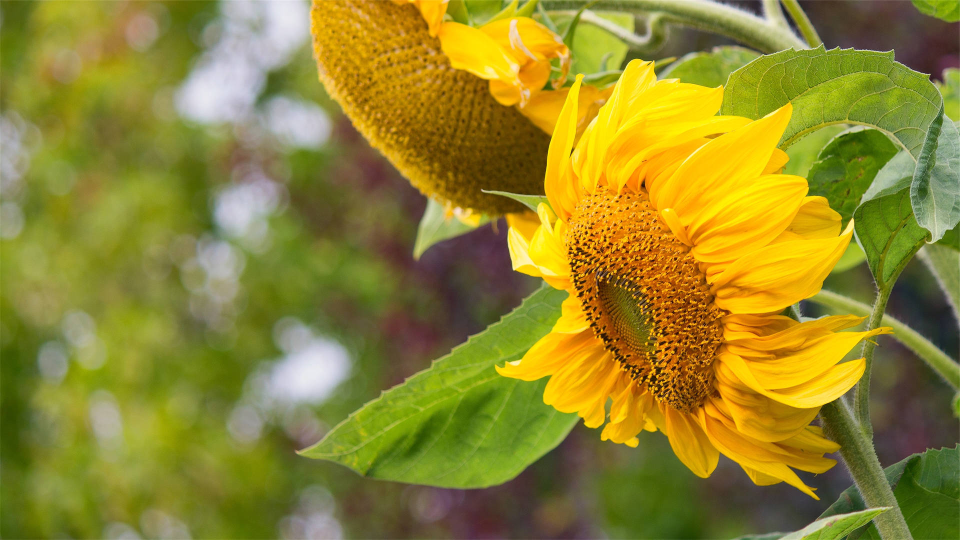 Nabyfoto van buigende sonneblomme op 'n helder sonnige dag.