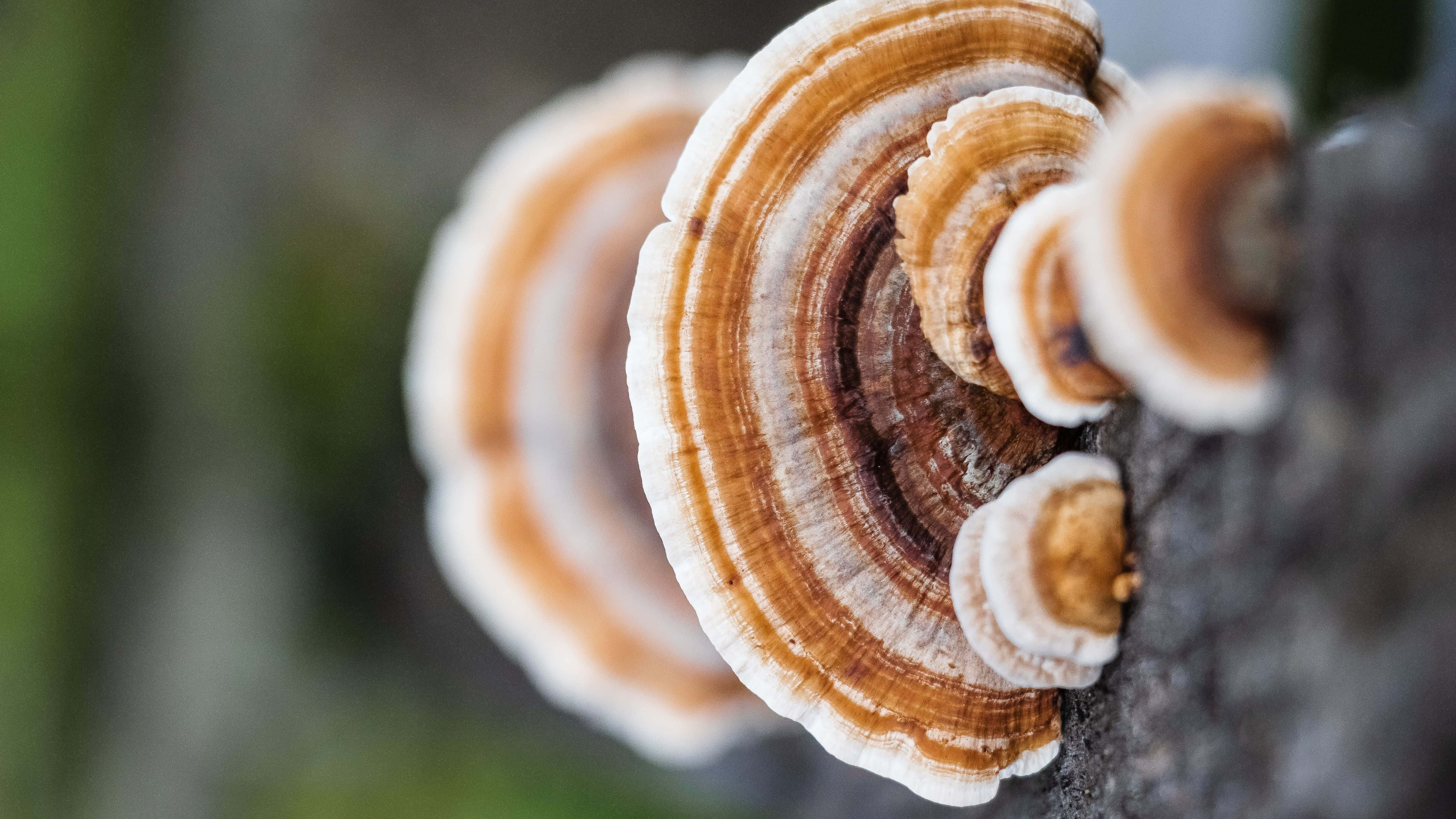 Bewonder die son en die skoonheid van die natuur. Muurpapier