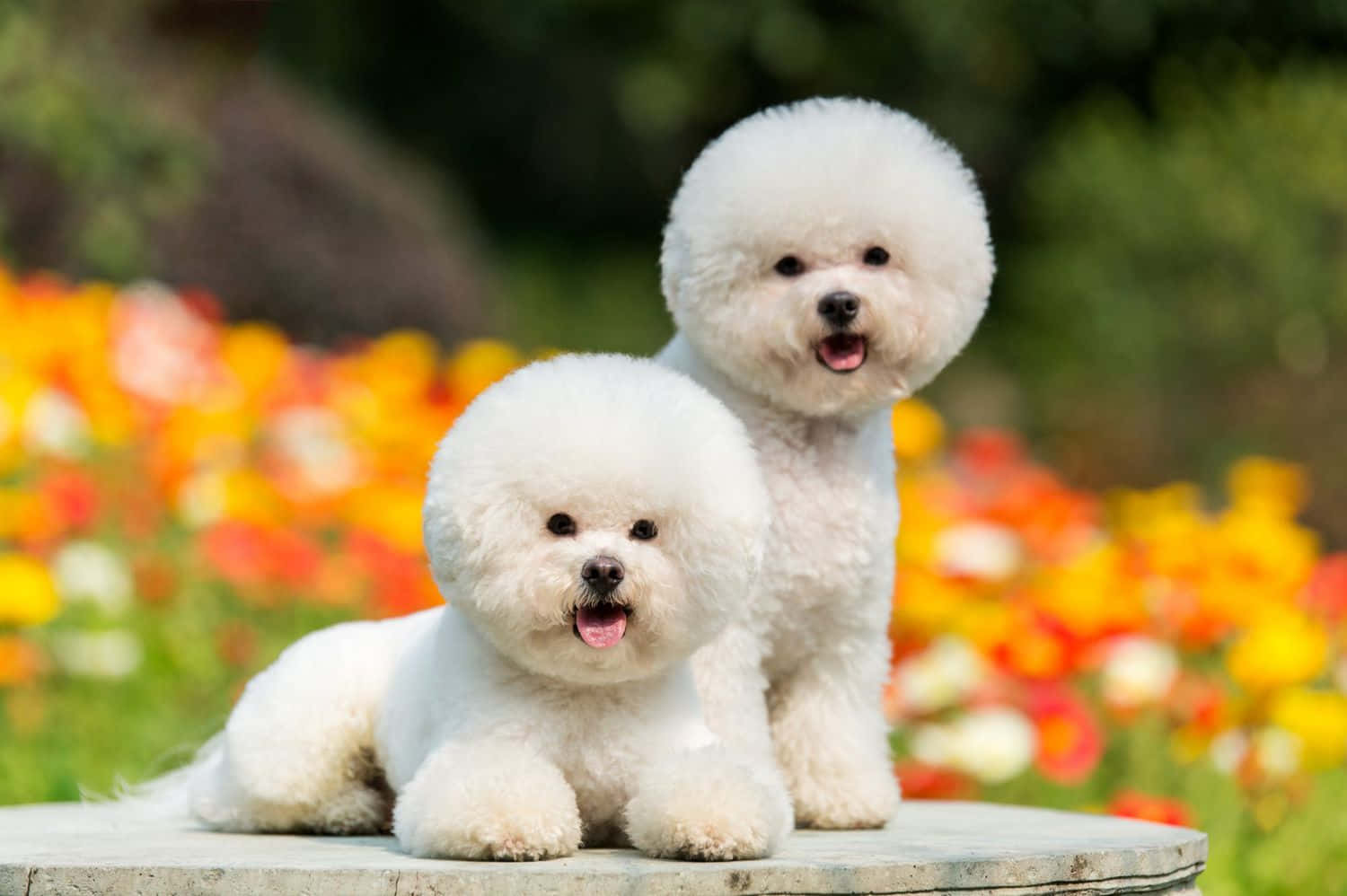 Bichon Frise Klein Honde Prent Muurpapier