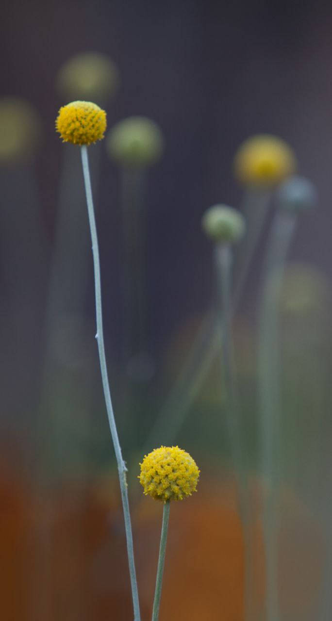 Billy Buttons Oorspronklike iPhone 7 Muurpapier