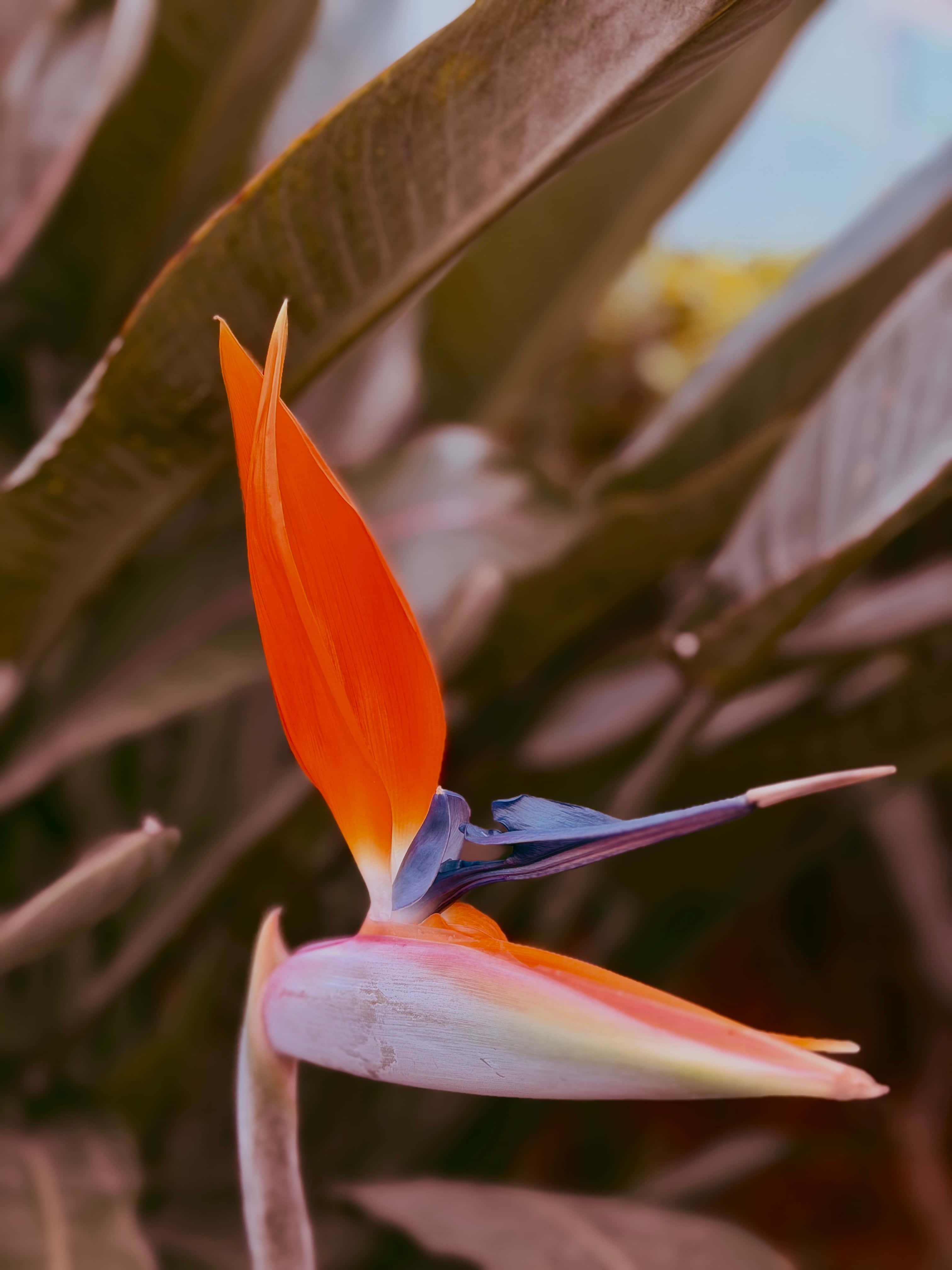 Bird of Paradise-blom Muurpapier
