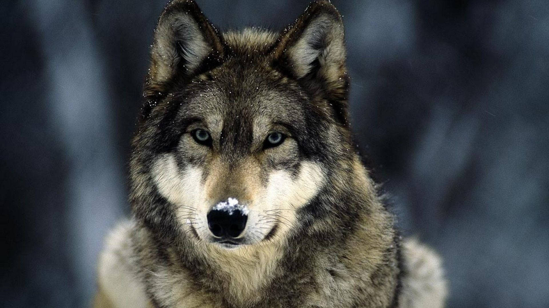Blik van 'n Wolf Muurpapier