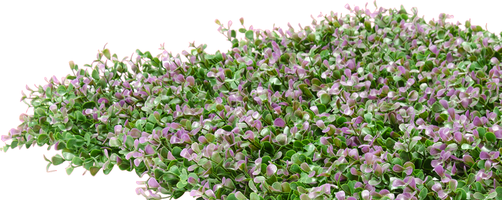 Blom_ Engelse_ Laventel_ P N G Muurpapier