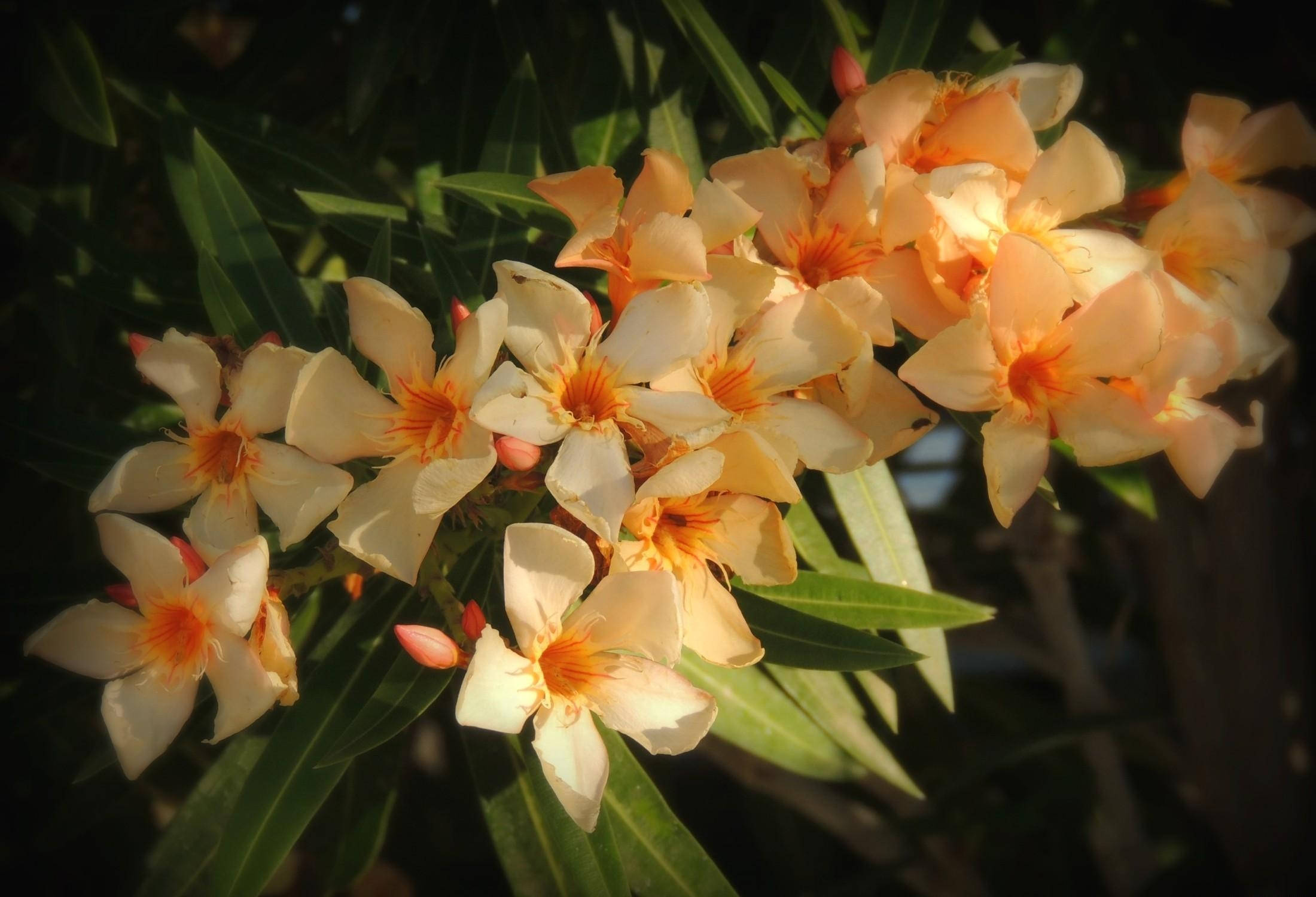 Blom in Skerp Geel Muurpapier
