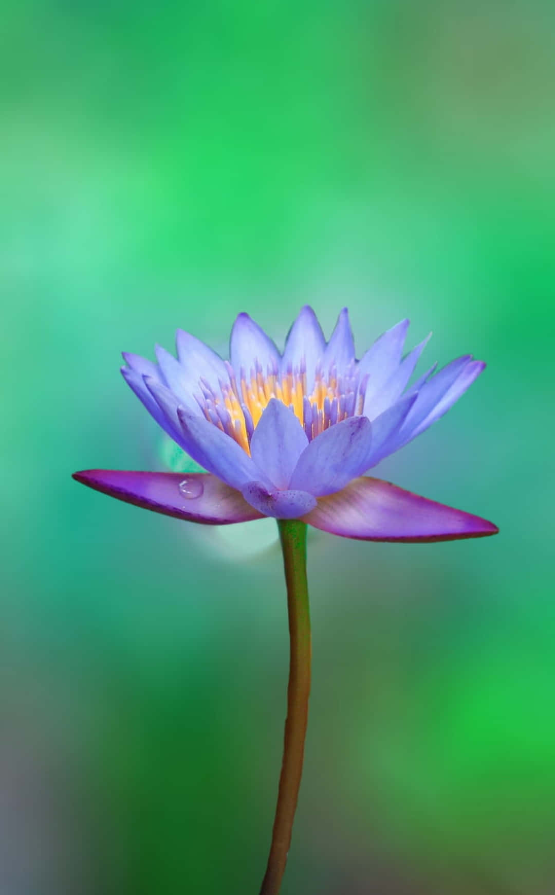 Blom iPhone Posterazzi Lotus Fotografie Prent Muurpapier
