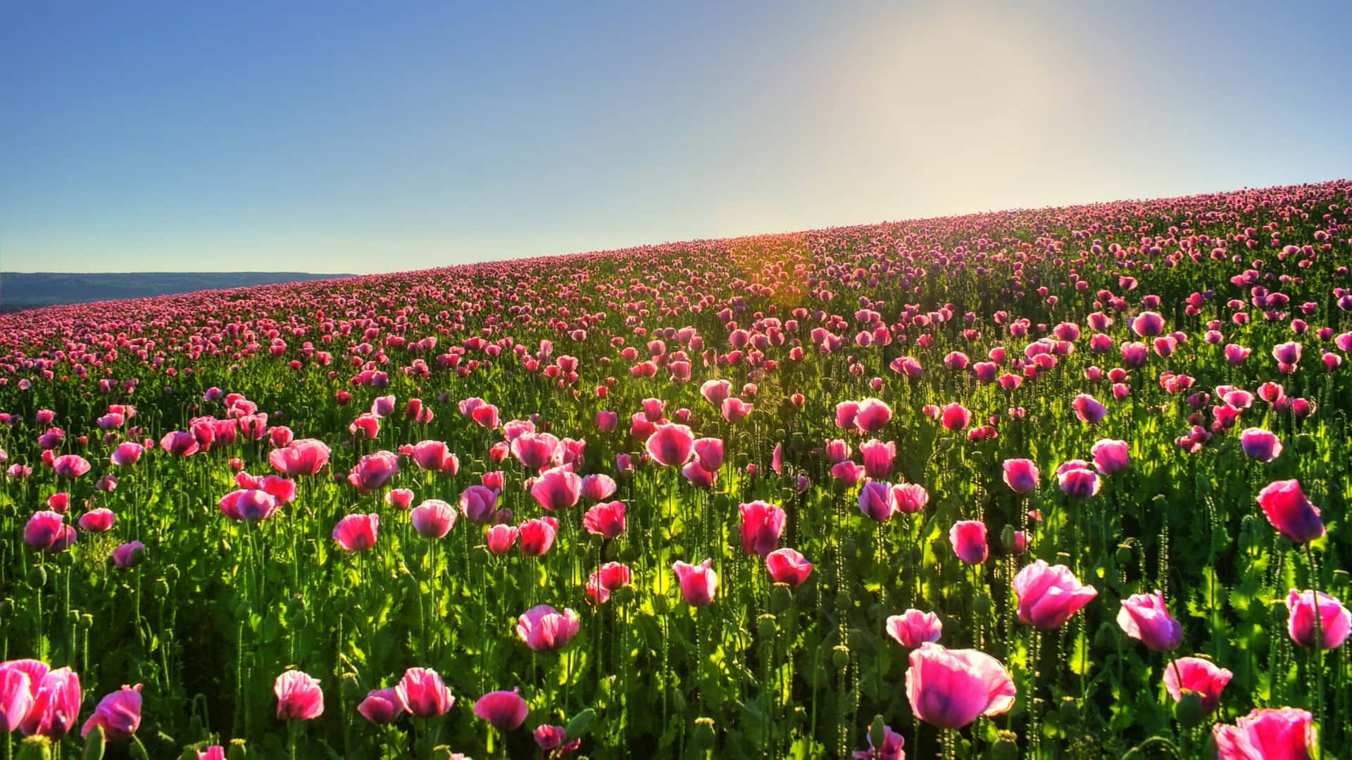 Blomme Natuur Son En Blou Lug Muurpapier