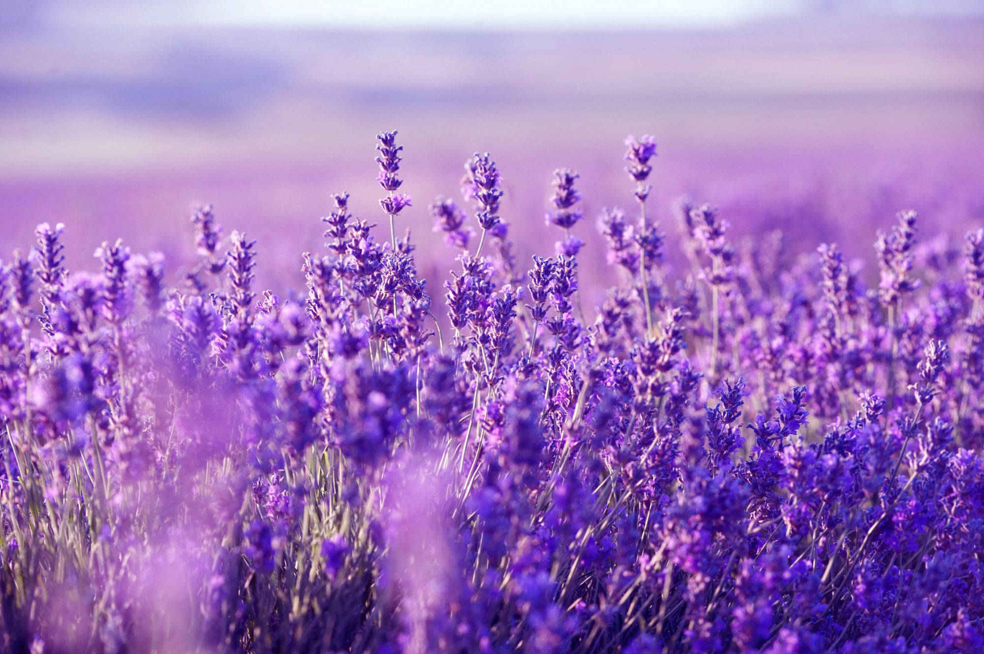 Blommende Laventel Bureaublad Muurpapier