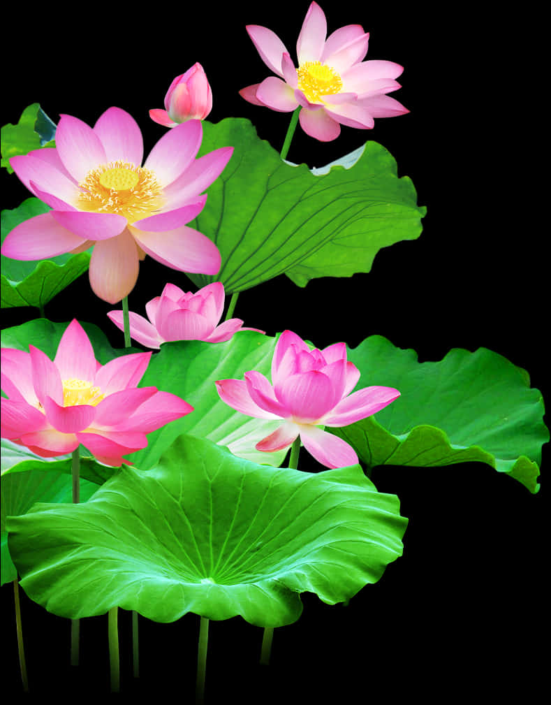 Blommende Lotusblomme en Blare Muurpapier
