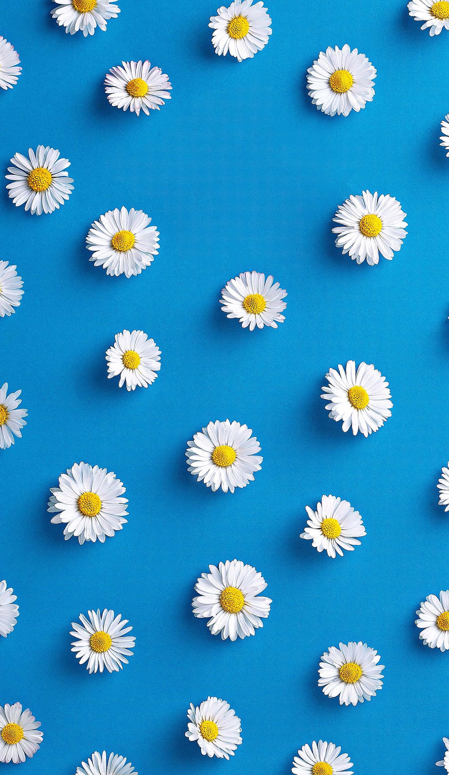 Blou Agtergrond Lente Madeliefie iPhone Muurpapier