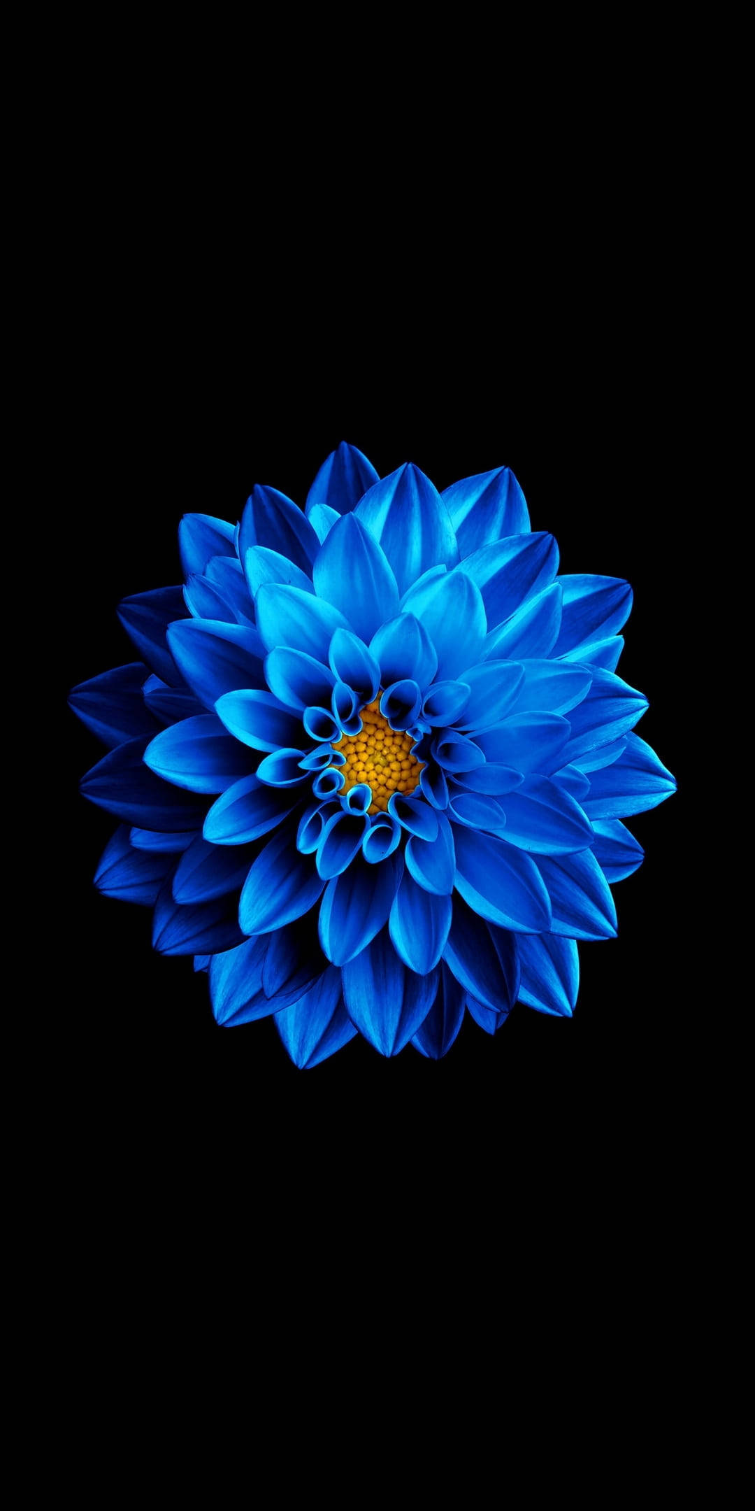 Blou Blom Op Swart Amoled Muurpapier