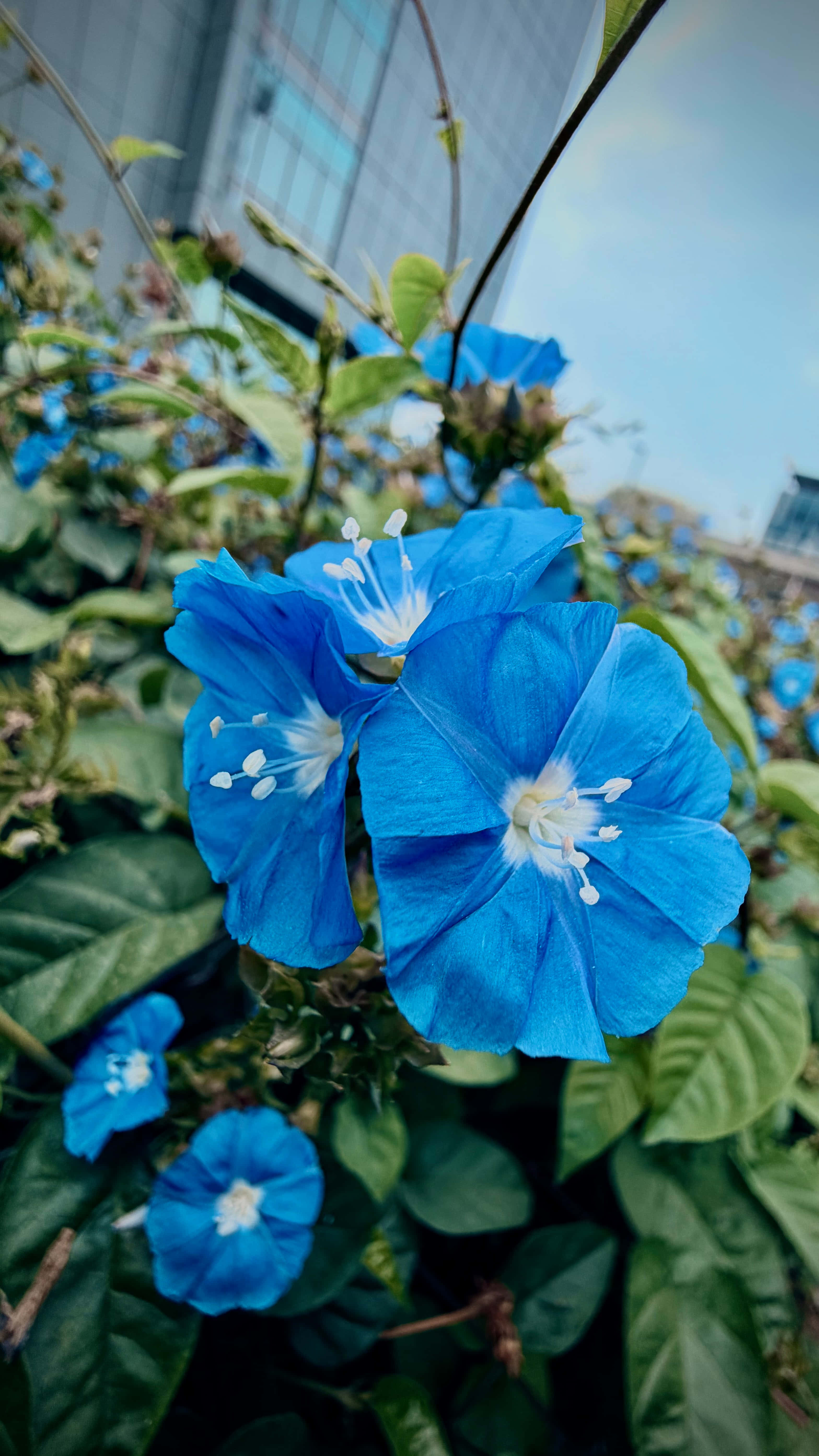 Blou Blomme Muurpapier