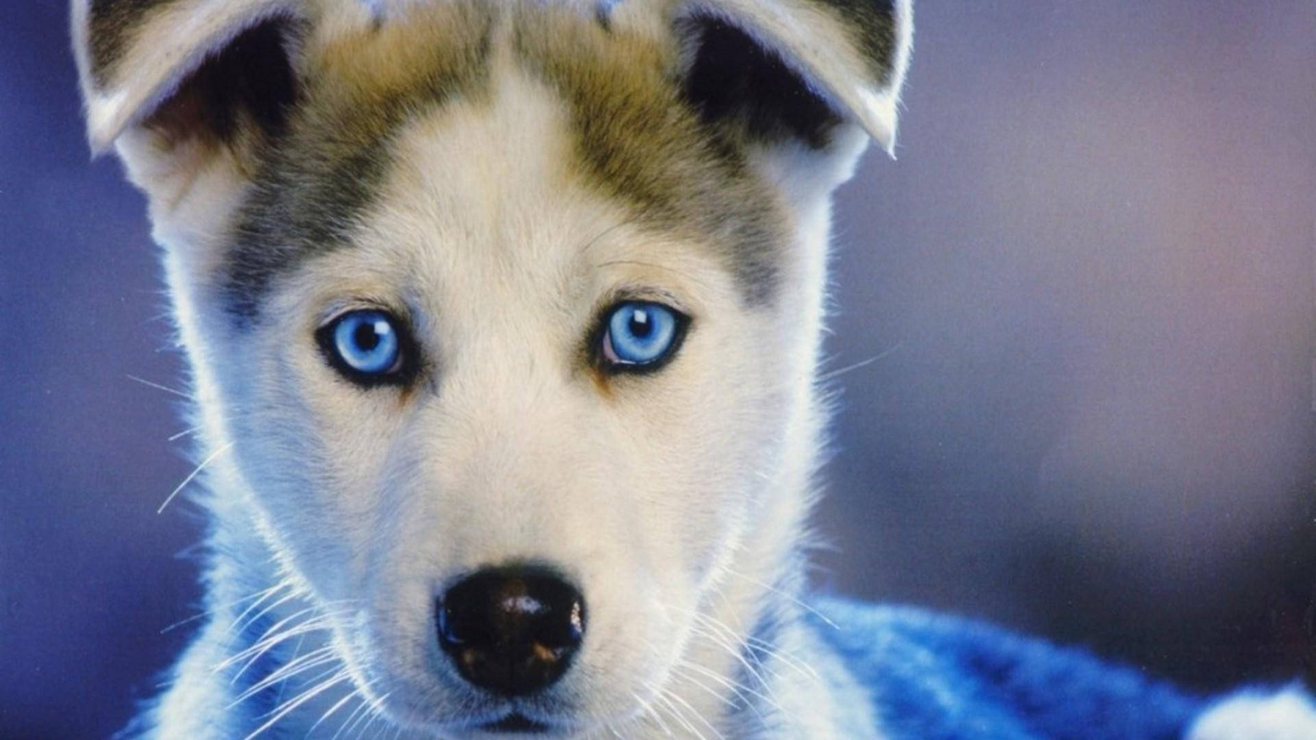 Blou Oë Bruin Husky Hondjie Muurpapier