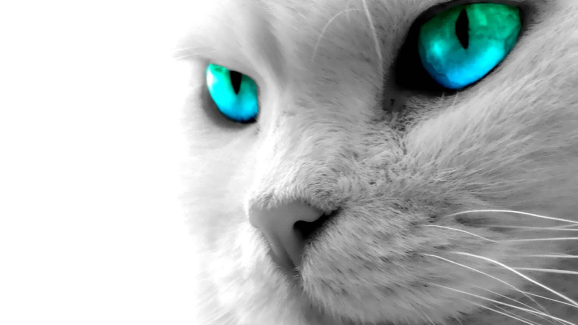 Blou-oog Kat Rekenaar Muurpapier