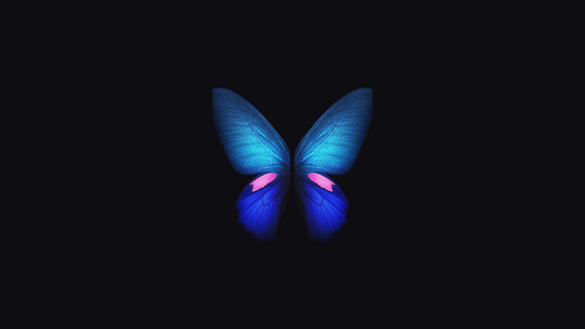 4k Oled Agtergrond — Skoenlapper estetiese GIF Muurpapier