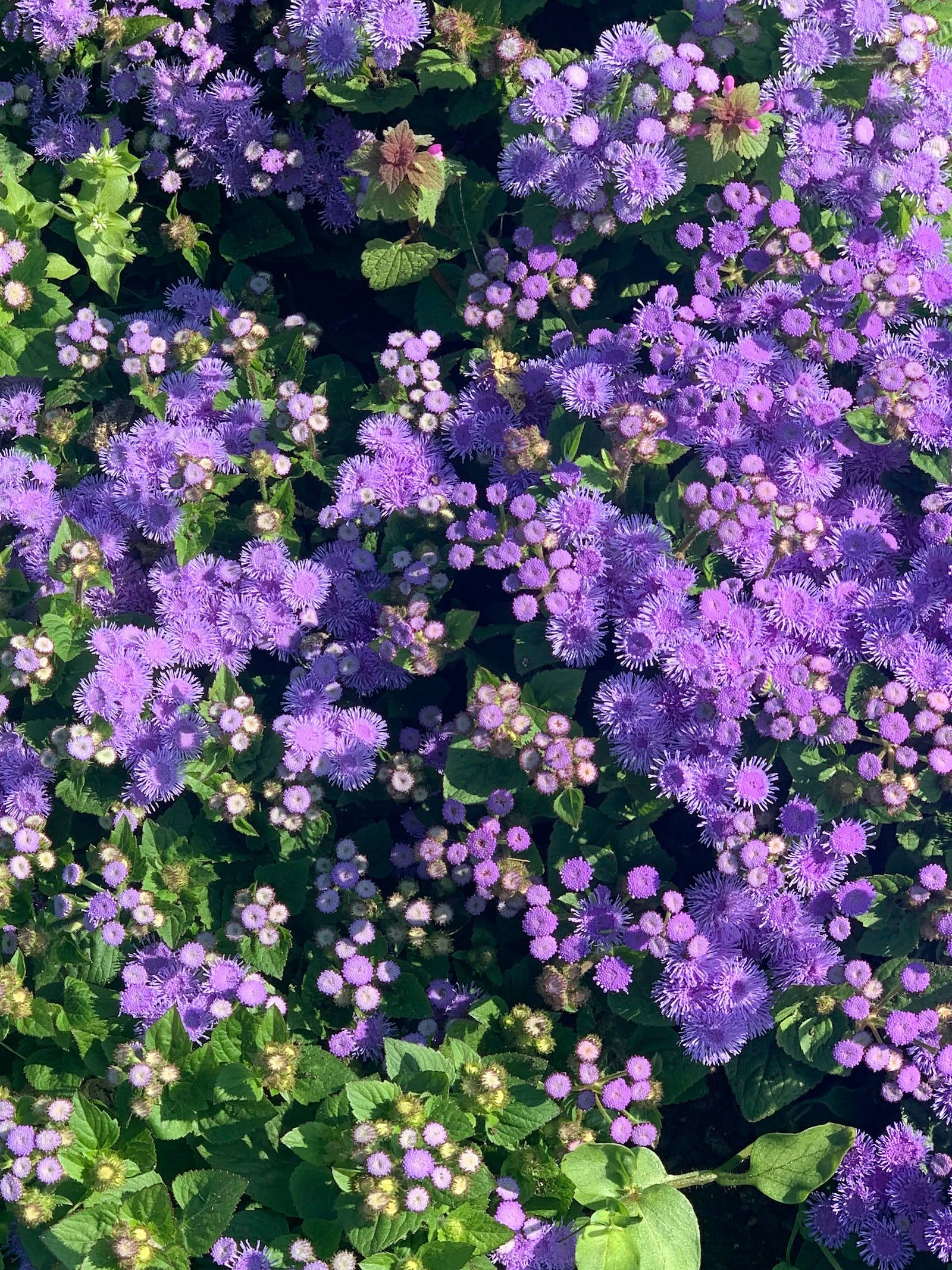 Bluemink-blomme Blomme iPhone Muurpapier