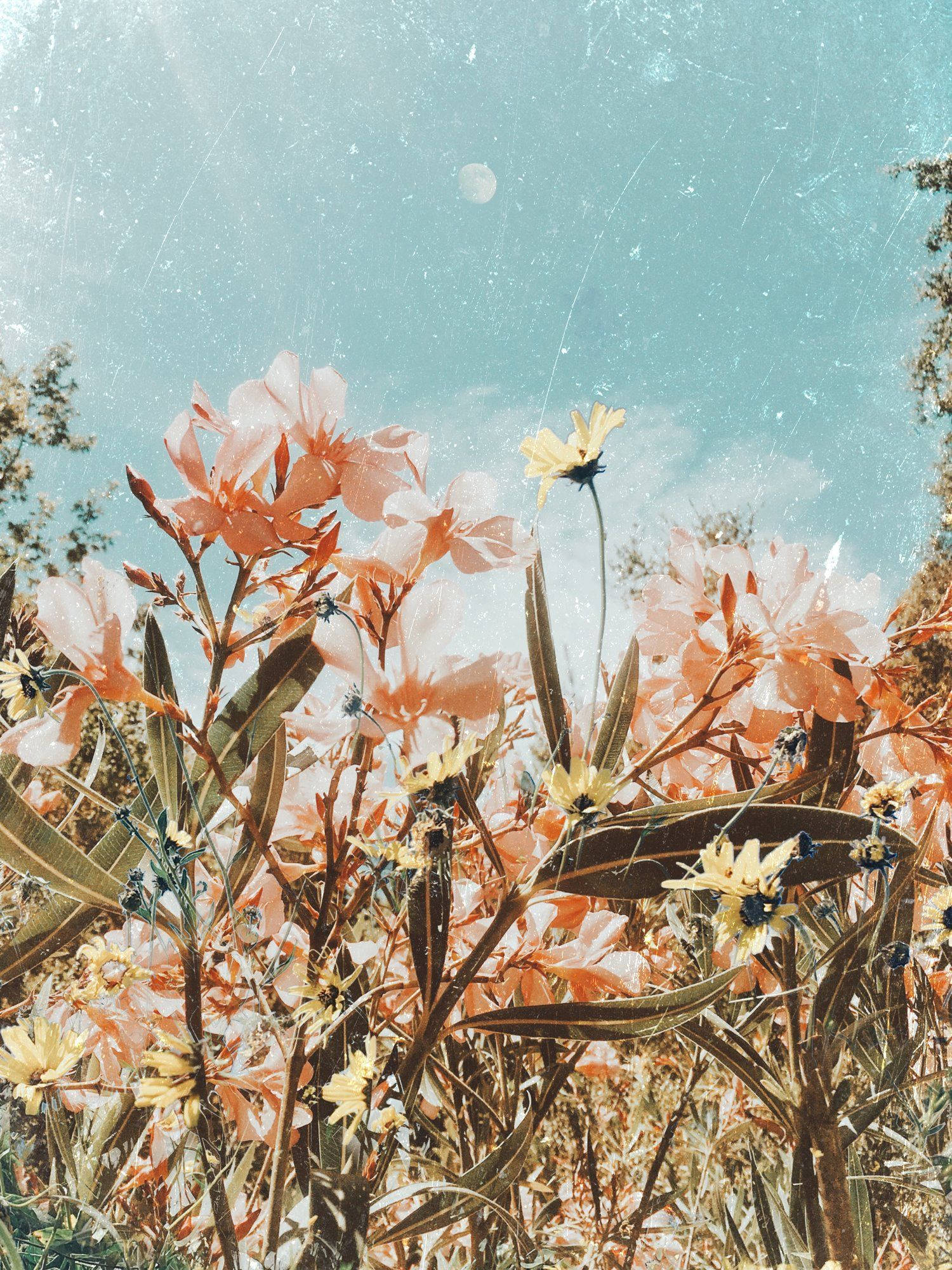 Boho-estetiese Pienk Blomveld Muurpapier