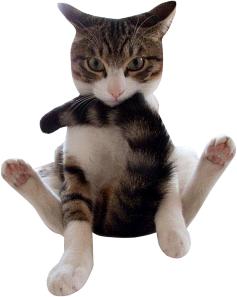 Bontkat Sit in Snaakse Houding Muurpapier