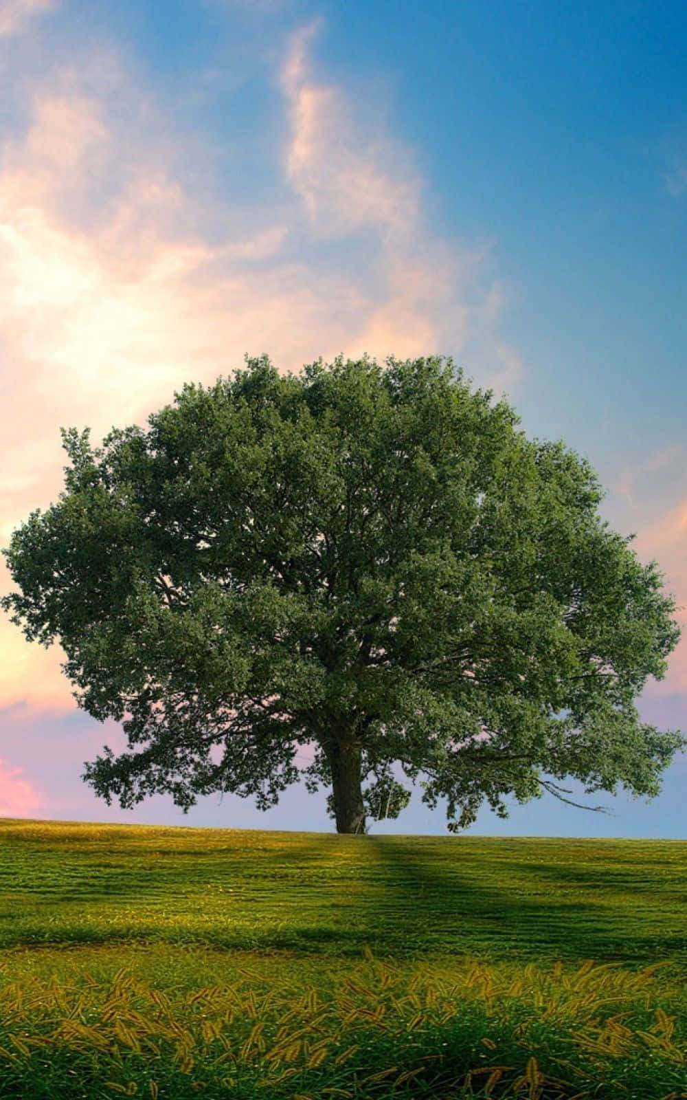 Boomfoon Groen Weiveld Muurpapier