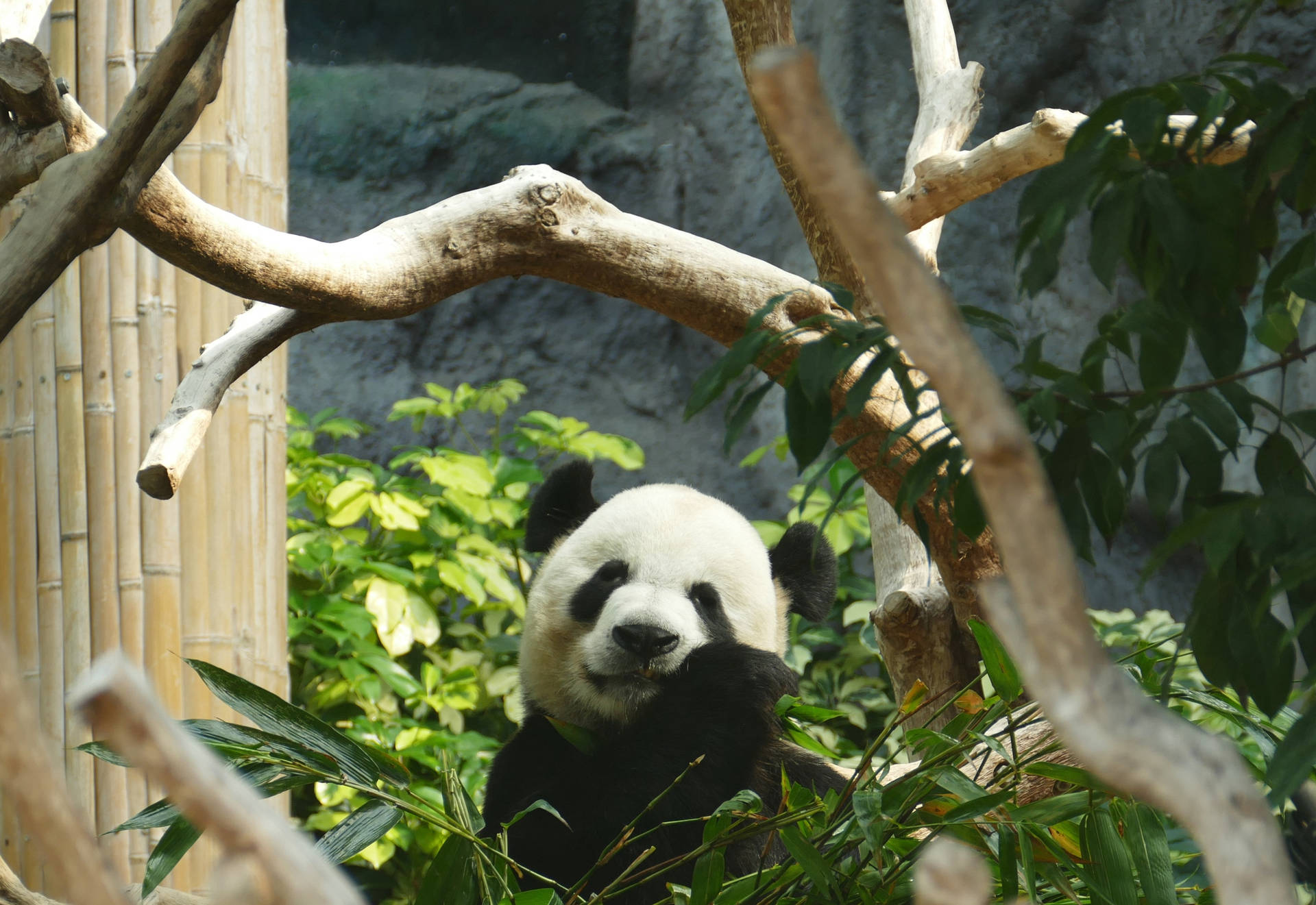 Boomtak om panda wat bamboesgras eet agtergrond.