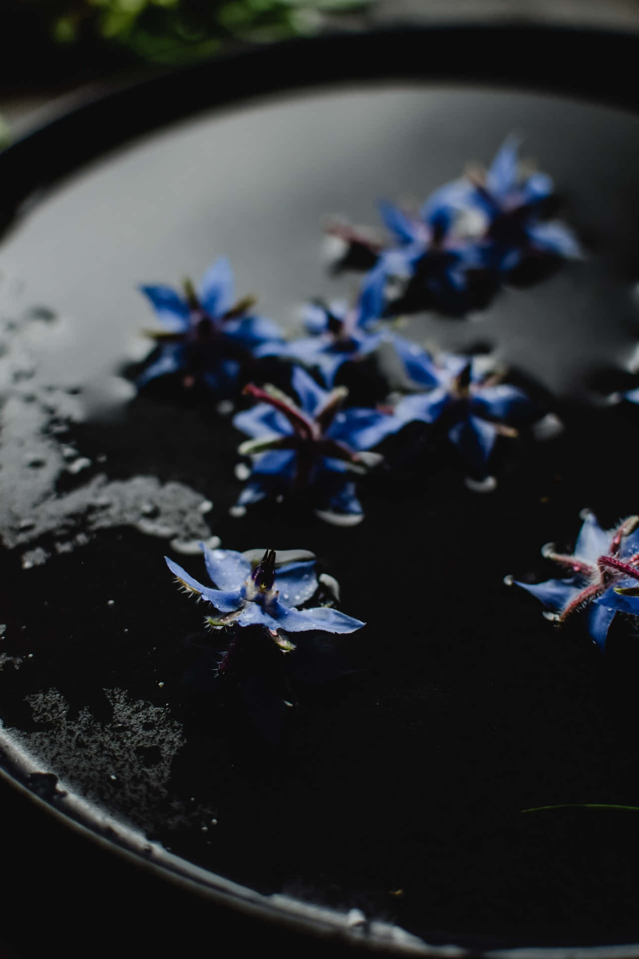 Borage Blou Blomme Foon Muurpapier
