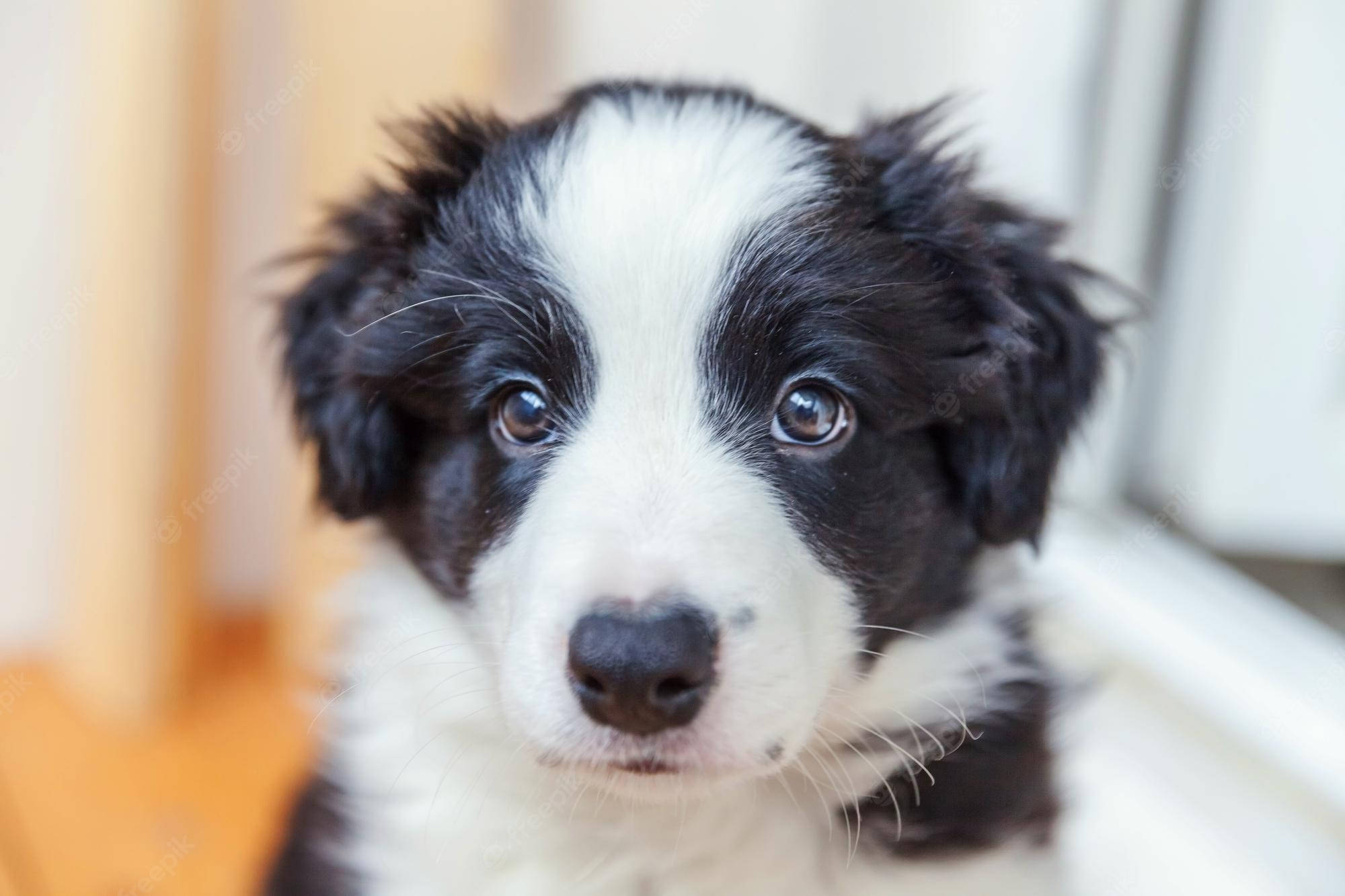 Border Collie Hondjie Kyk Muurpapier