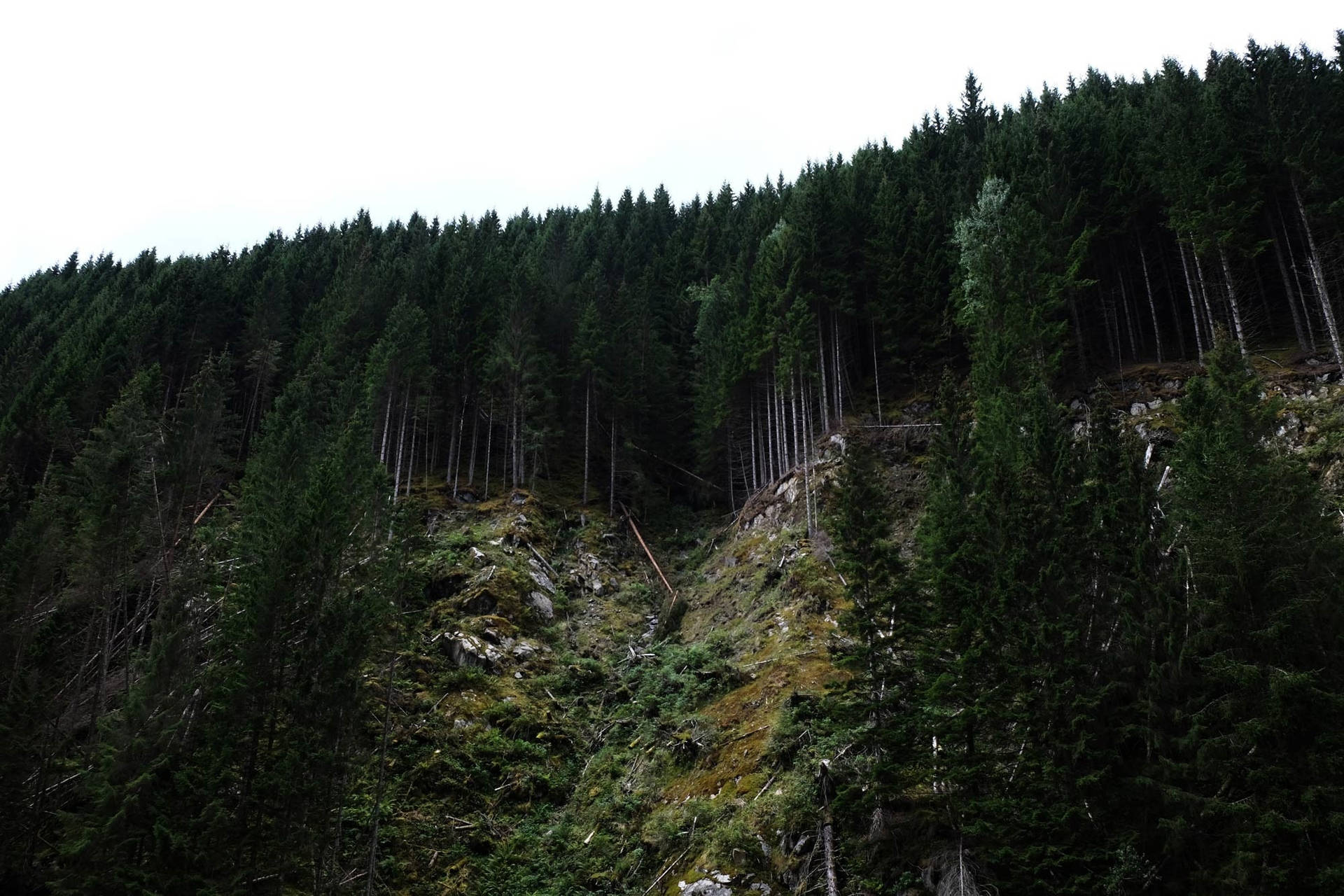 Bos Bergrand-agtergrond